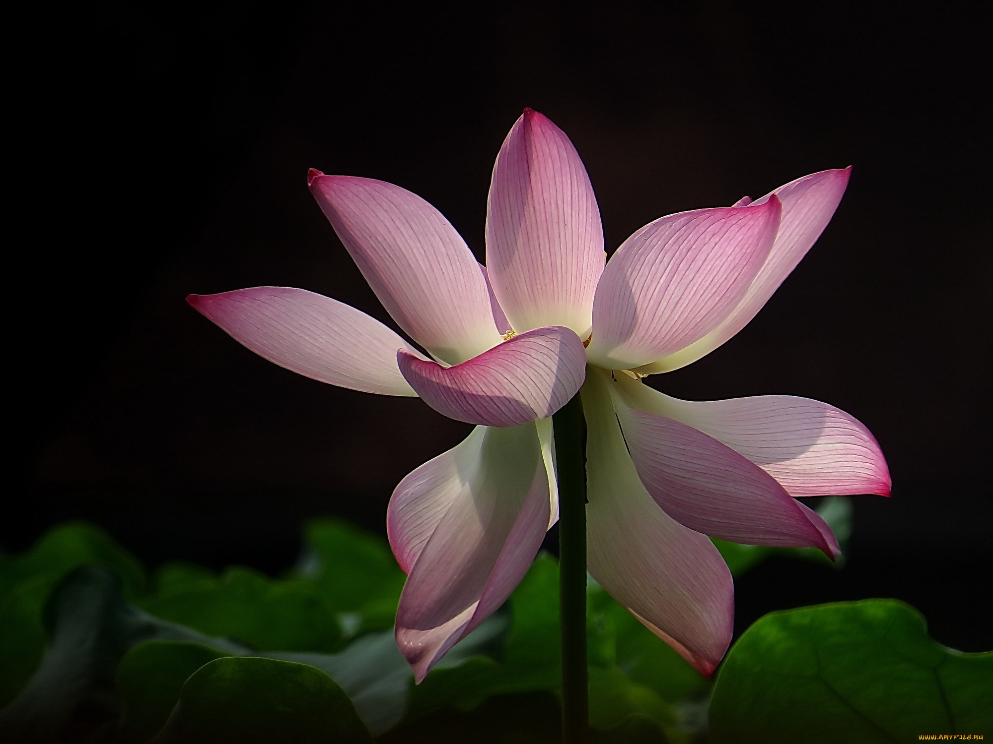 цветы, лотосы, бутон, лепестки, фон