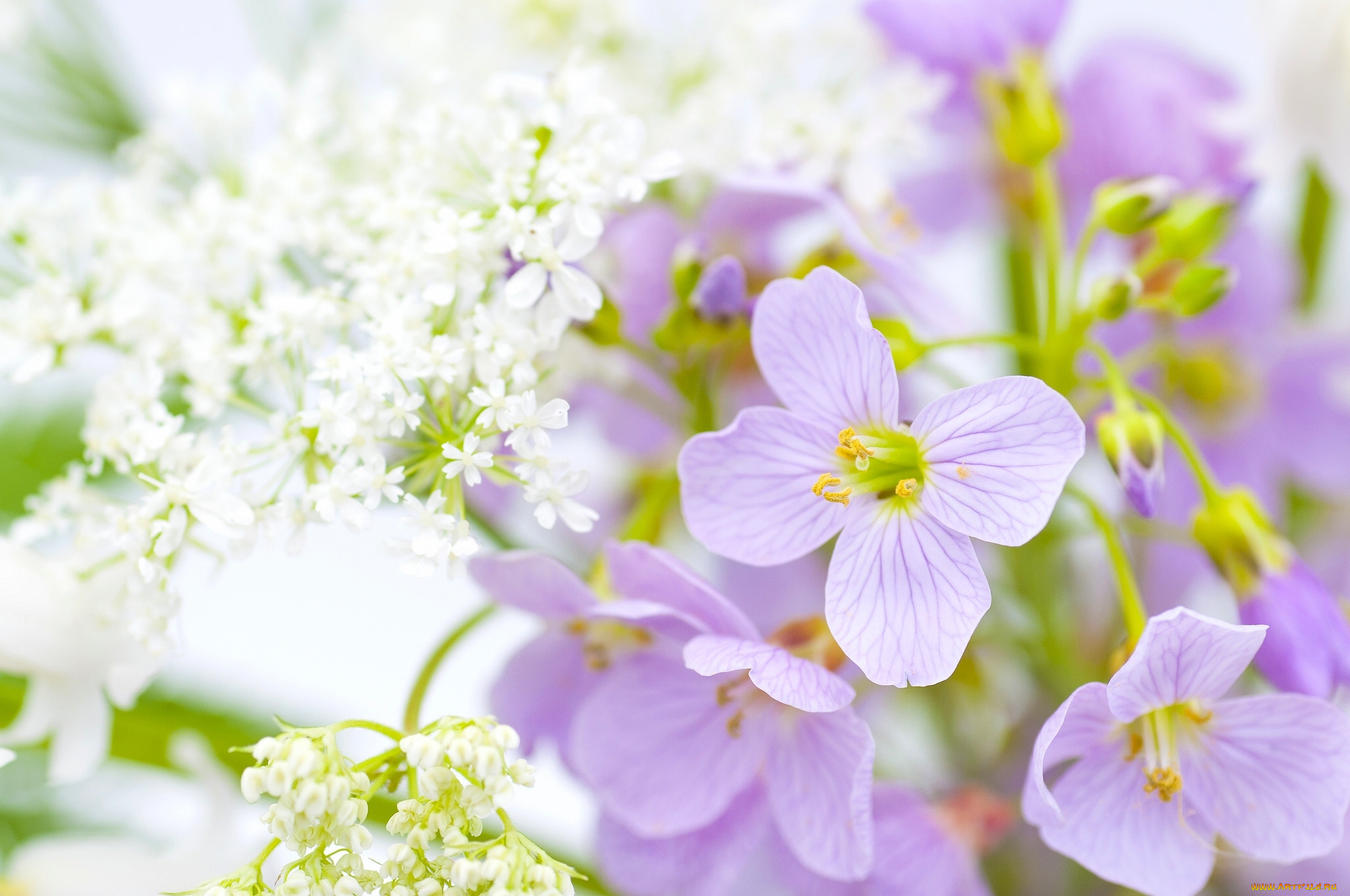 цветы, разные, вместе, макро, купырь, эпигея