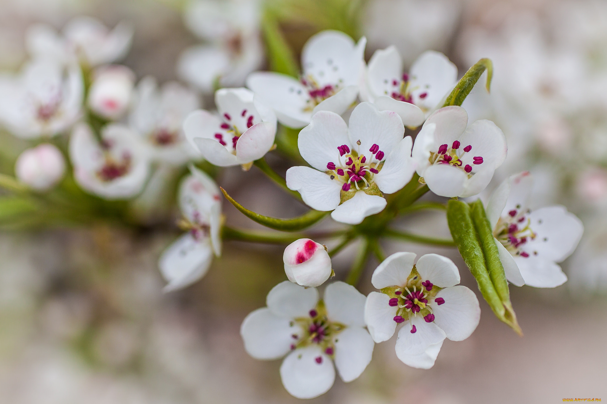 цветы, цветущие, деревья, , , кустарники, листья, природа, белые, лепестки, груша