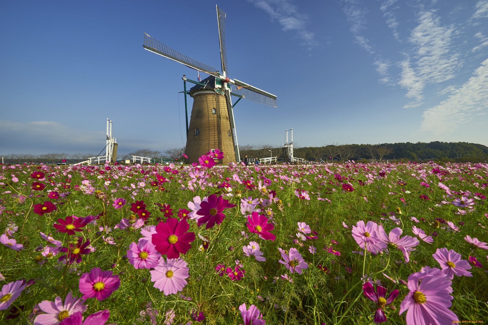 разное, мельницы, поле, цветы, мельня