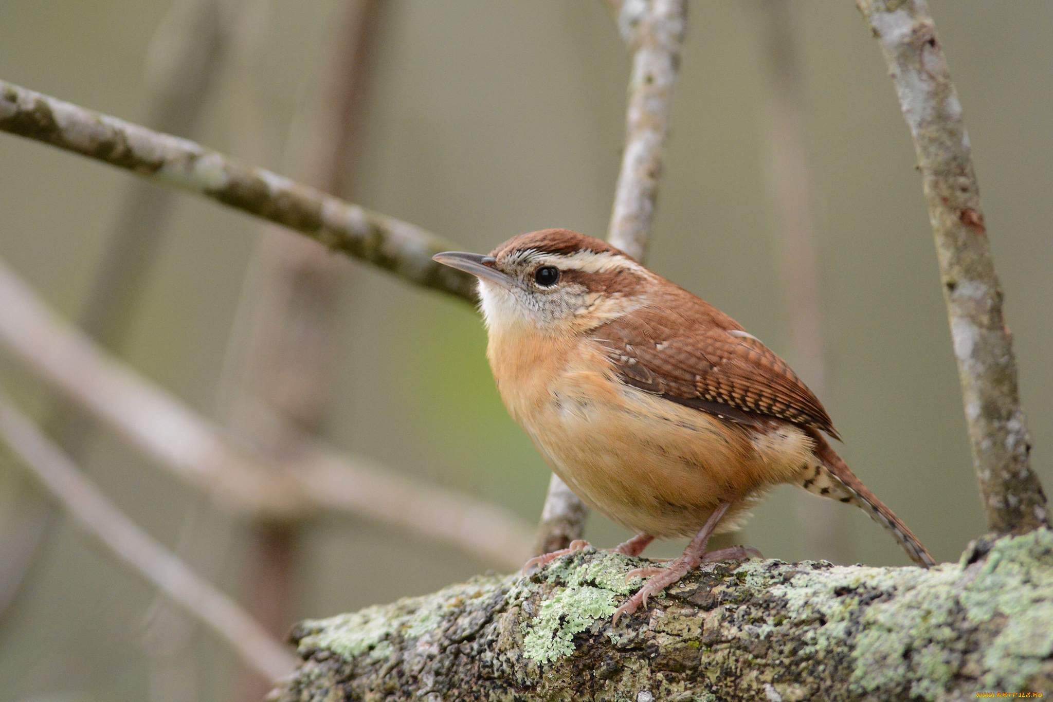 животные, птицы, птичка