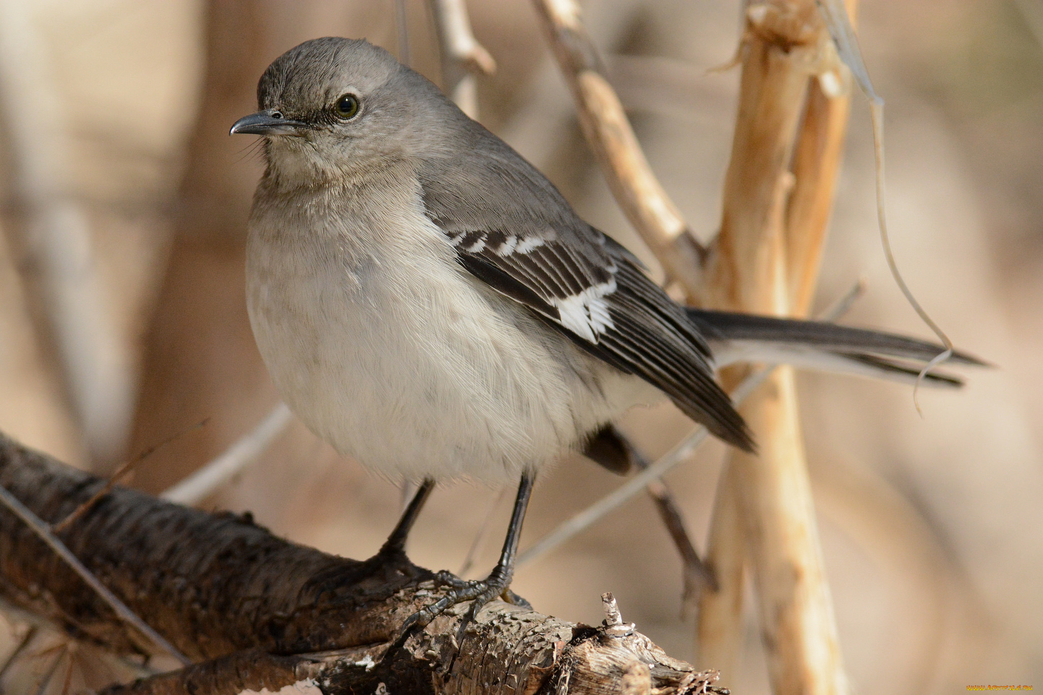 животные, птицы, птичка