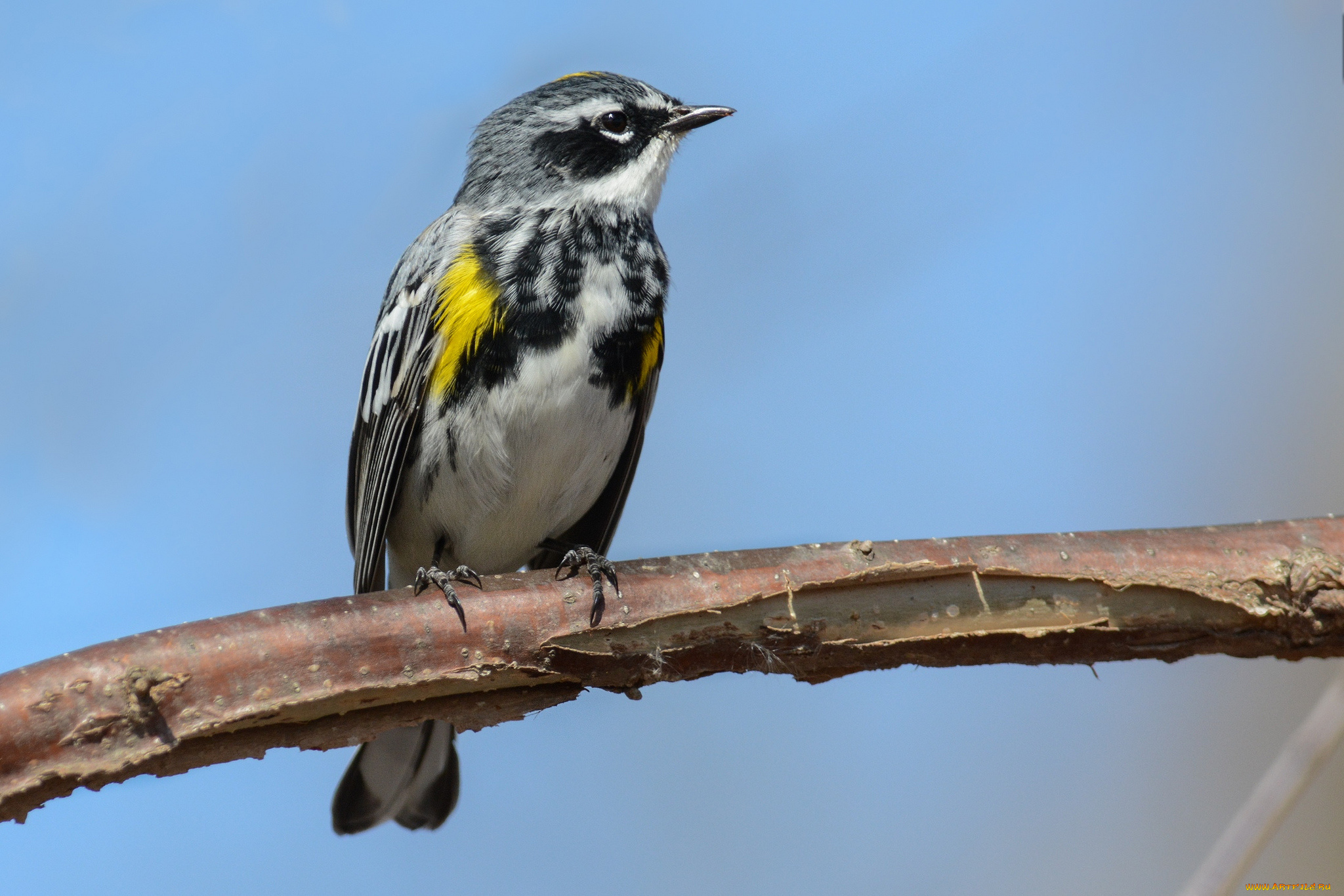 животные, птицы, птичка