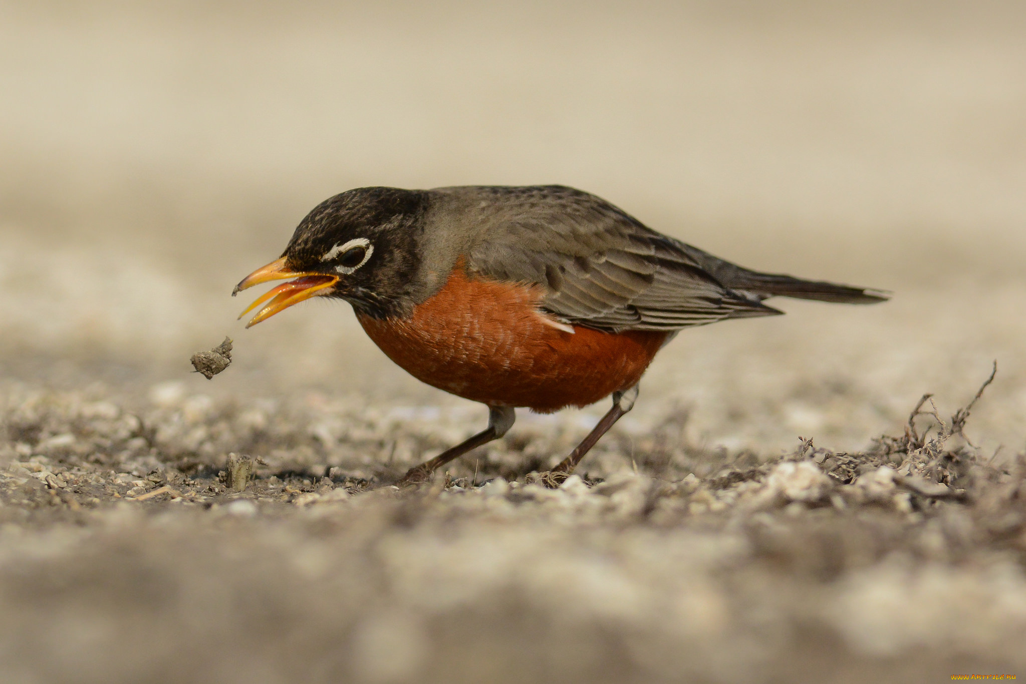животные, птицы, птичка