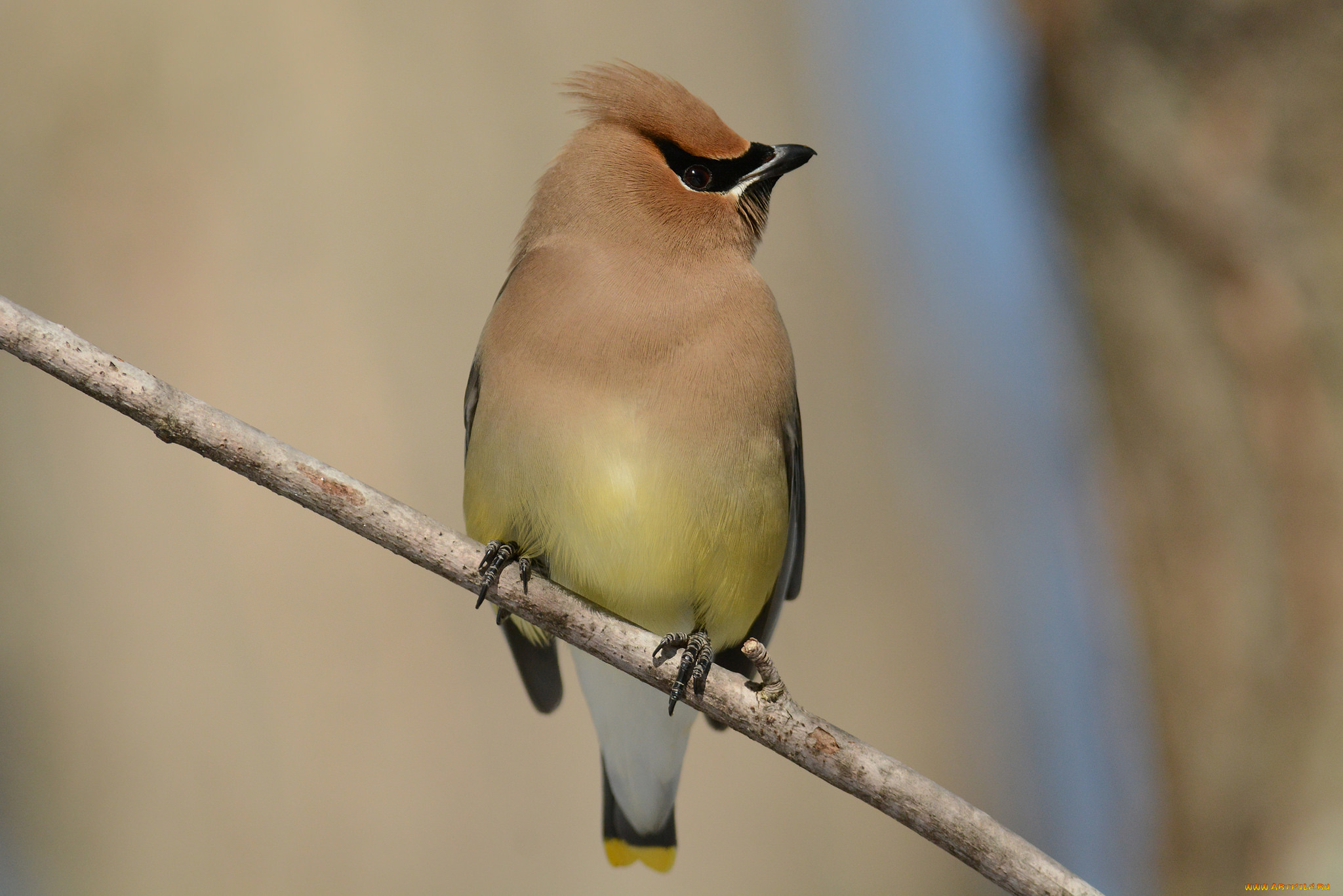 животные, свиристели, птичка