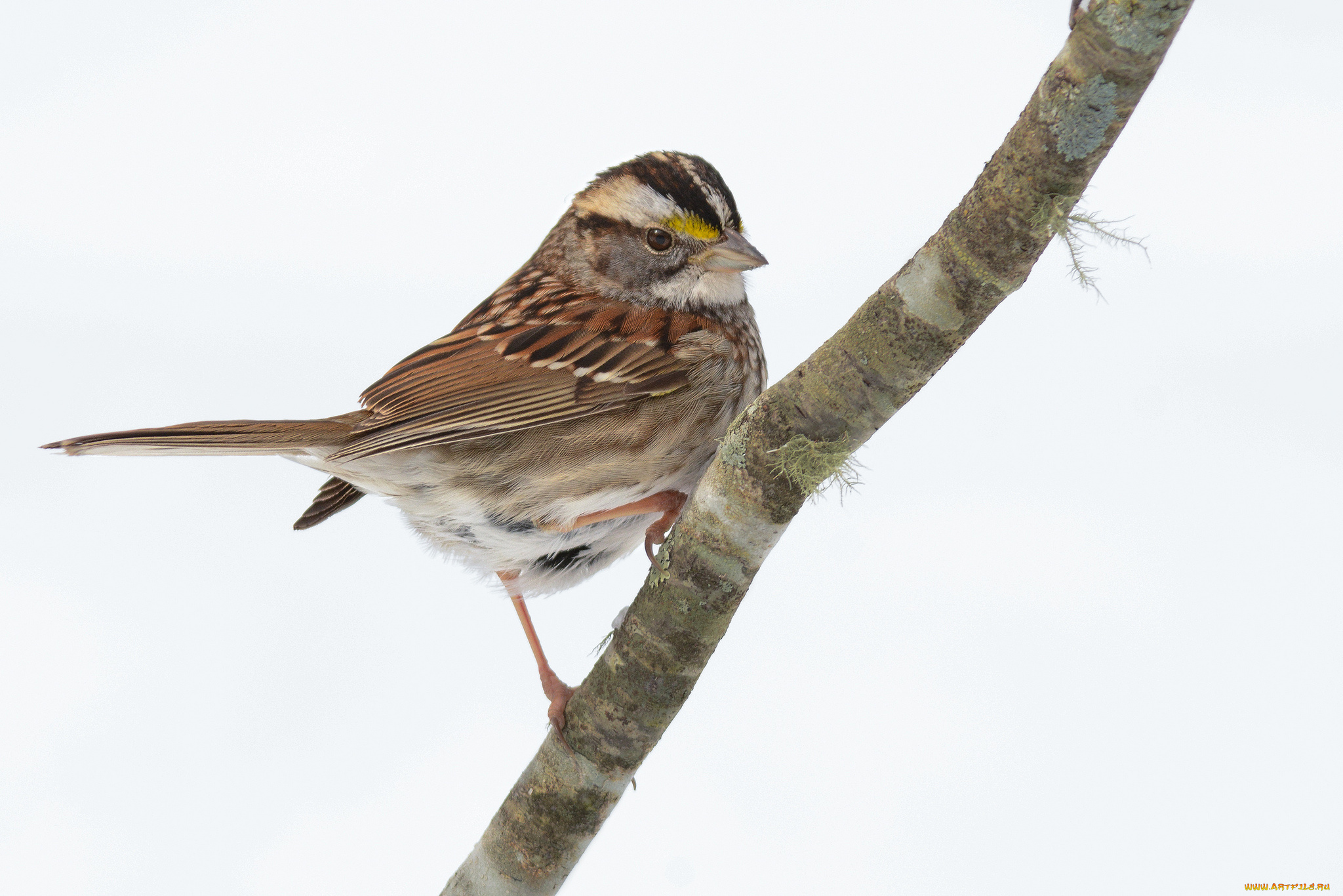 животные, воробьи, птичка
