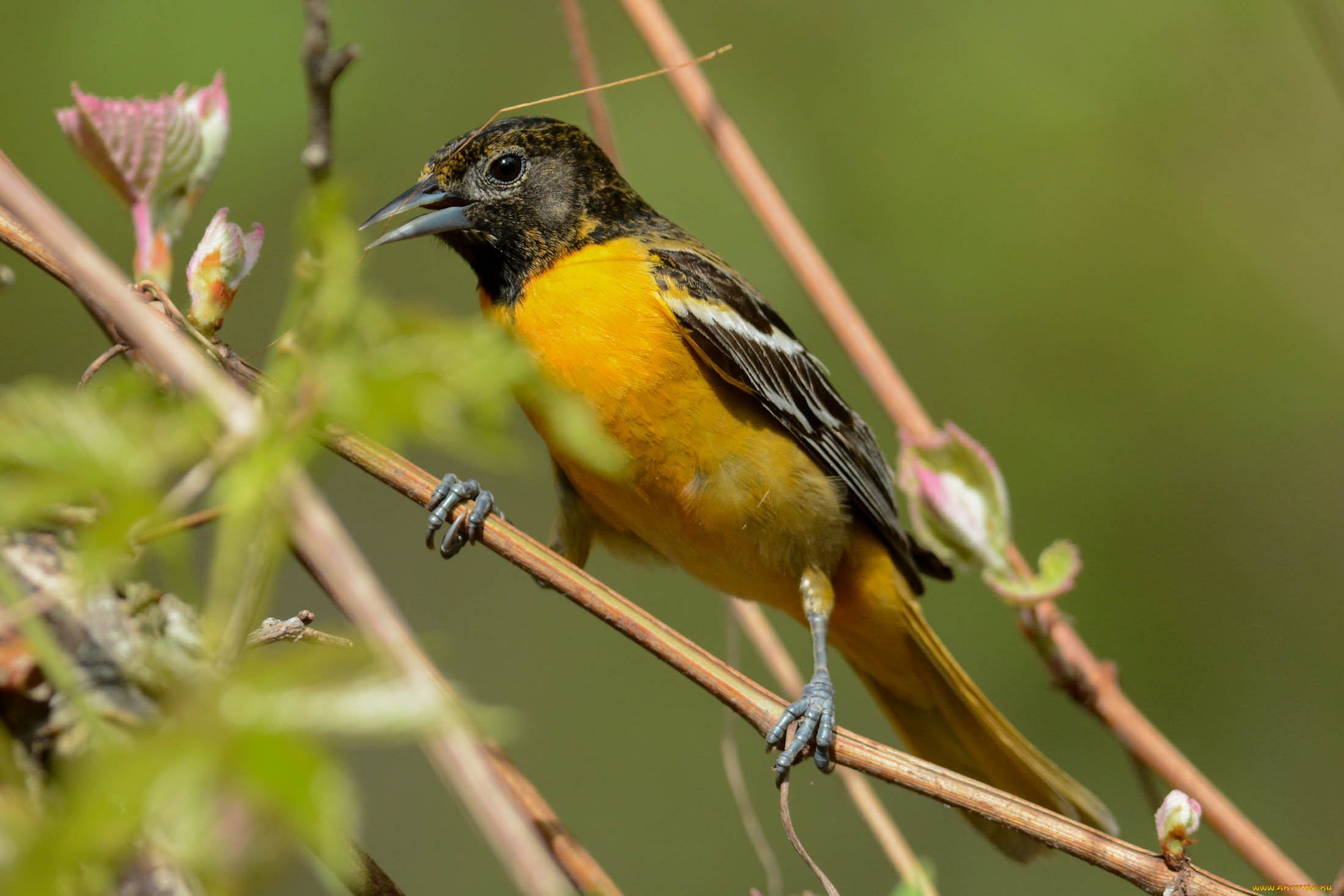 животные, птицы, птичка