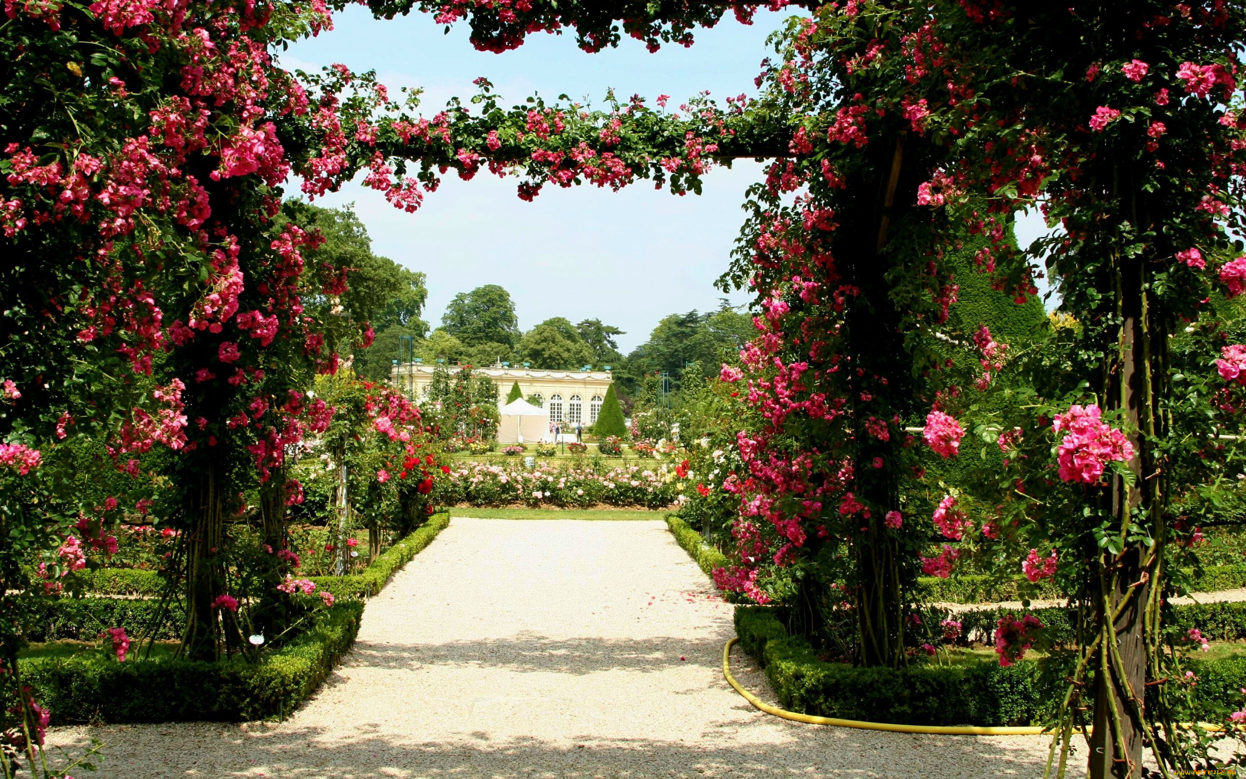 цветы, розы, розарий