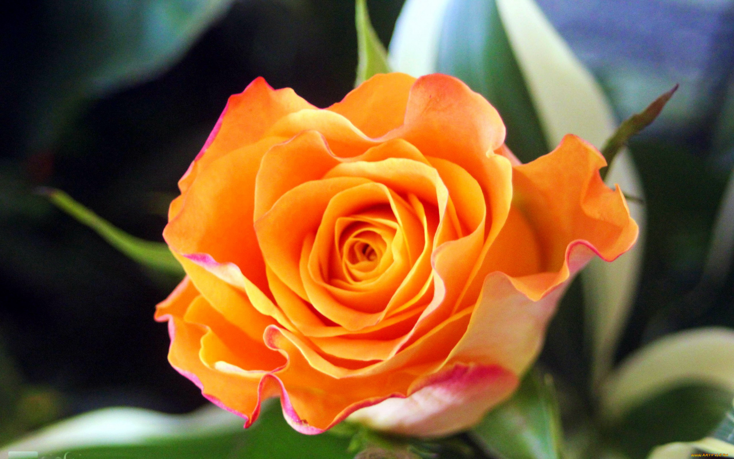 цветы, розы, персиковый