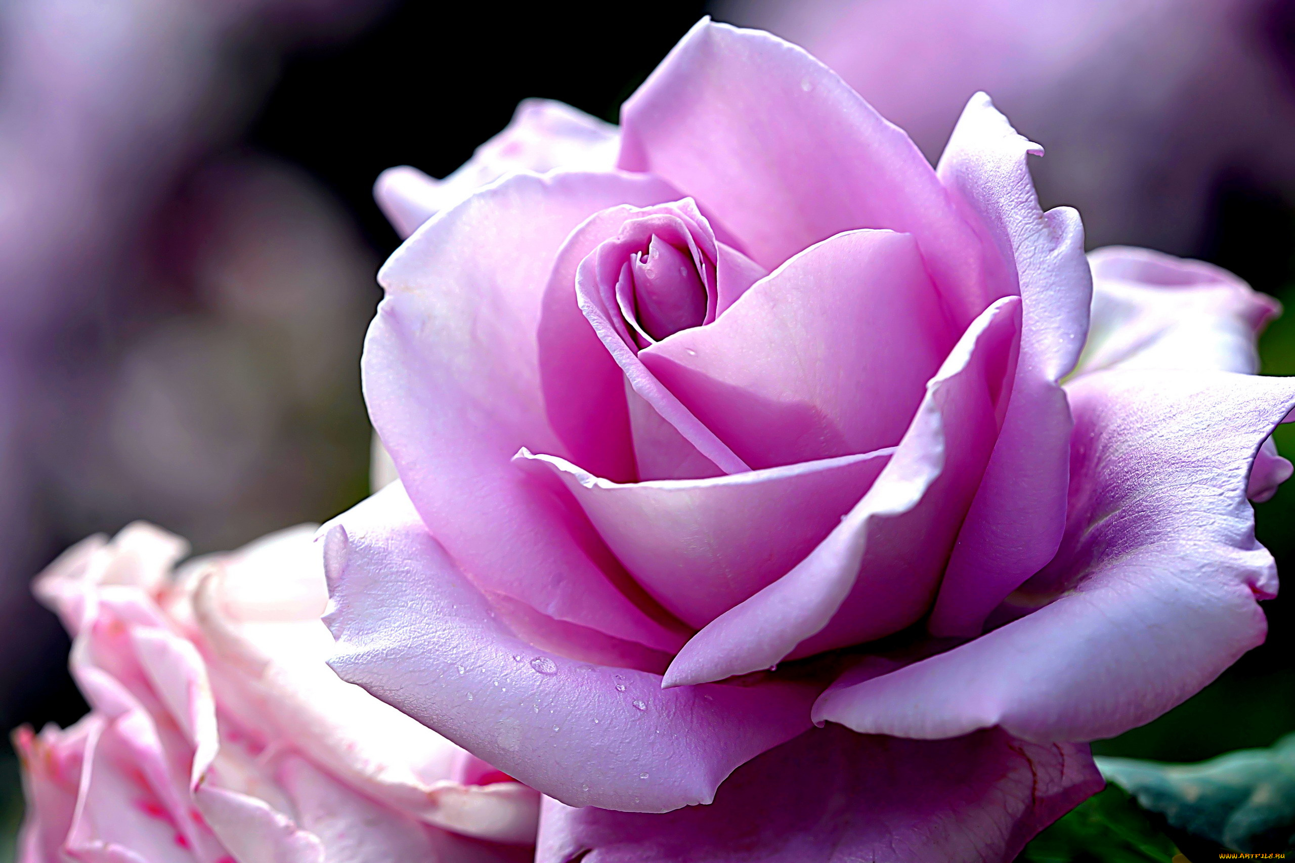 цветы, розы, макро