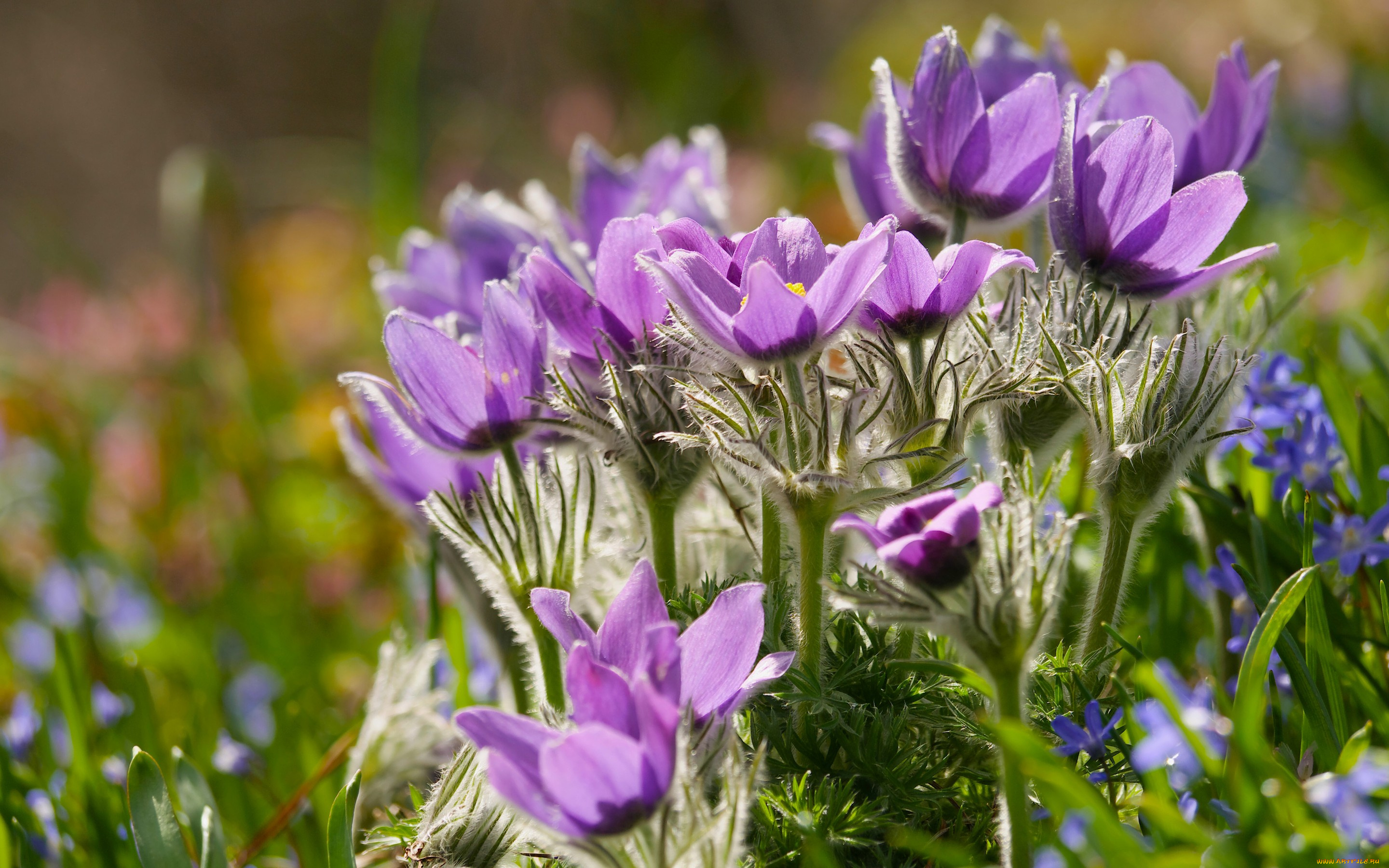 цветы, анемоны, , сон-трава, весна, сон-трава, прострел