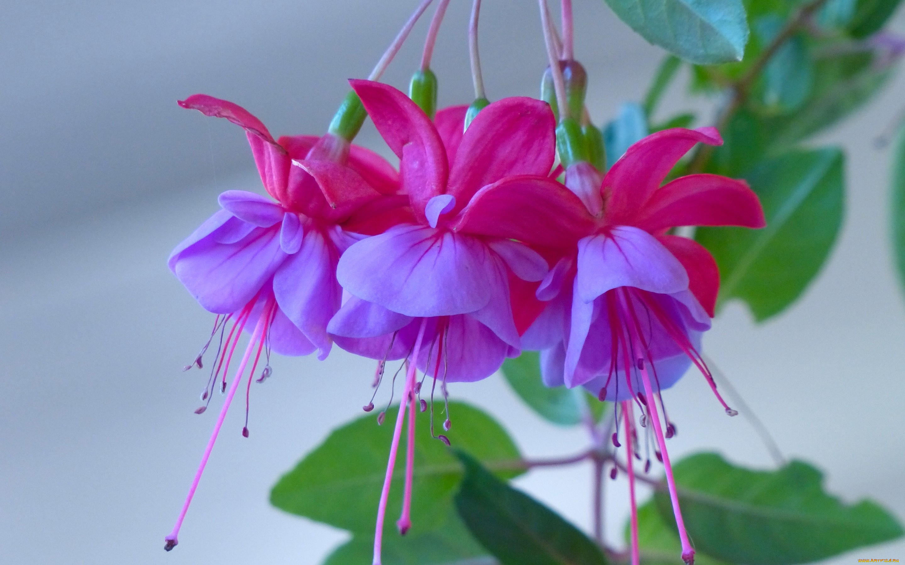 цветы, фуксия, цветки, макро