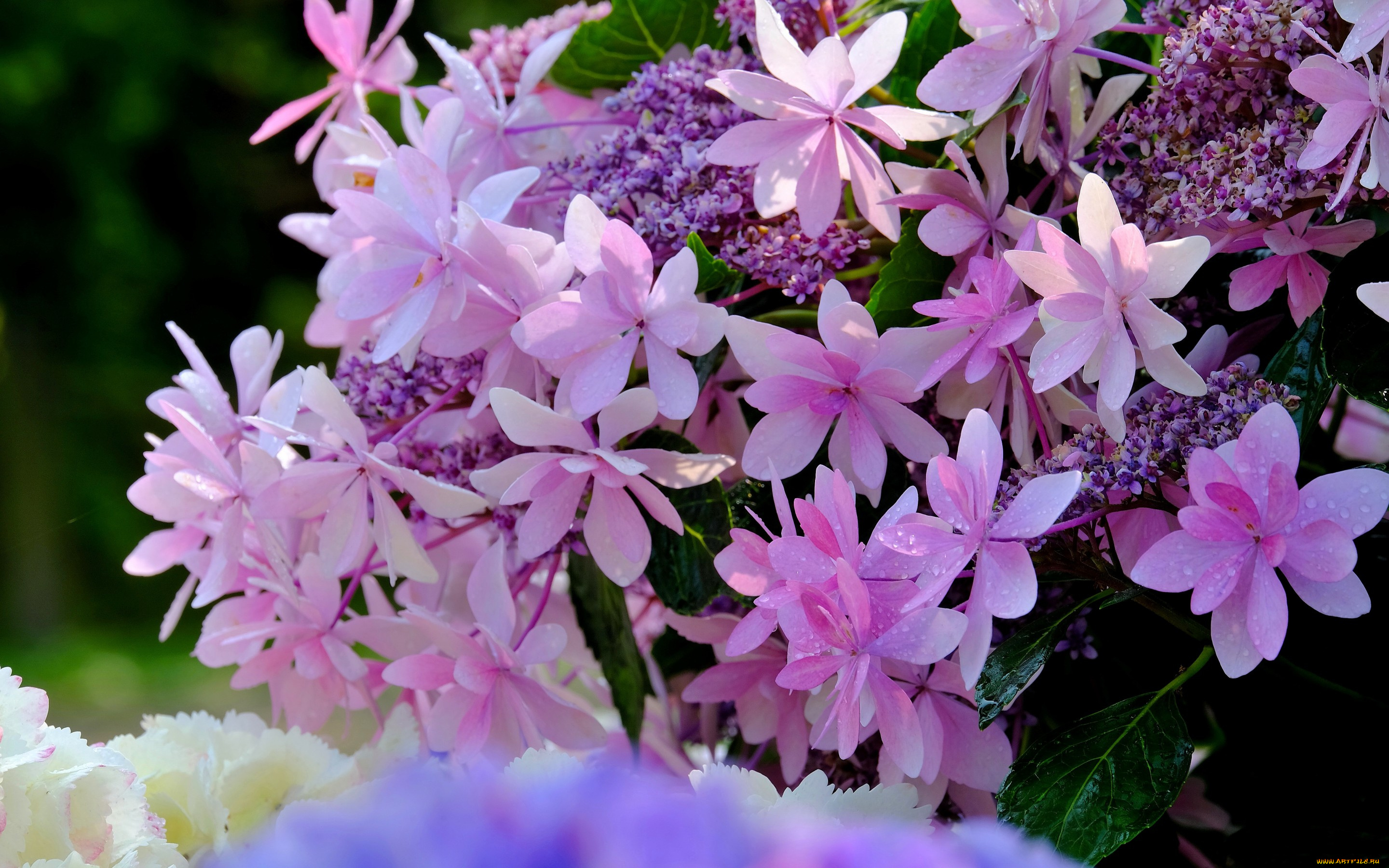 цветы, гортензия, макро, цветки