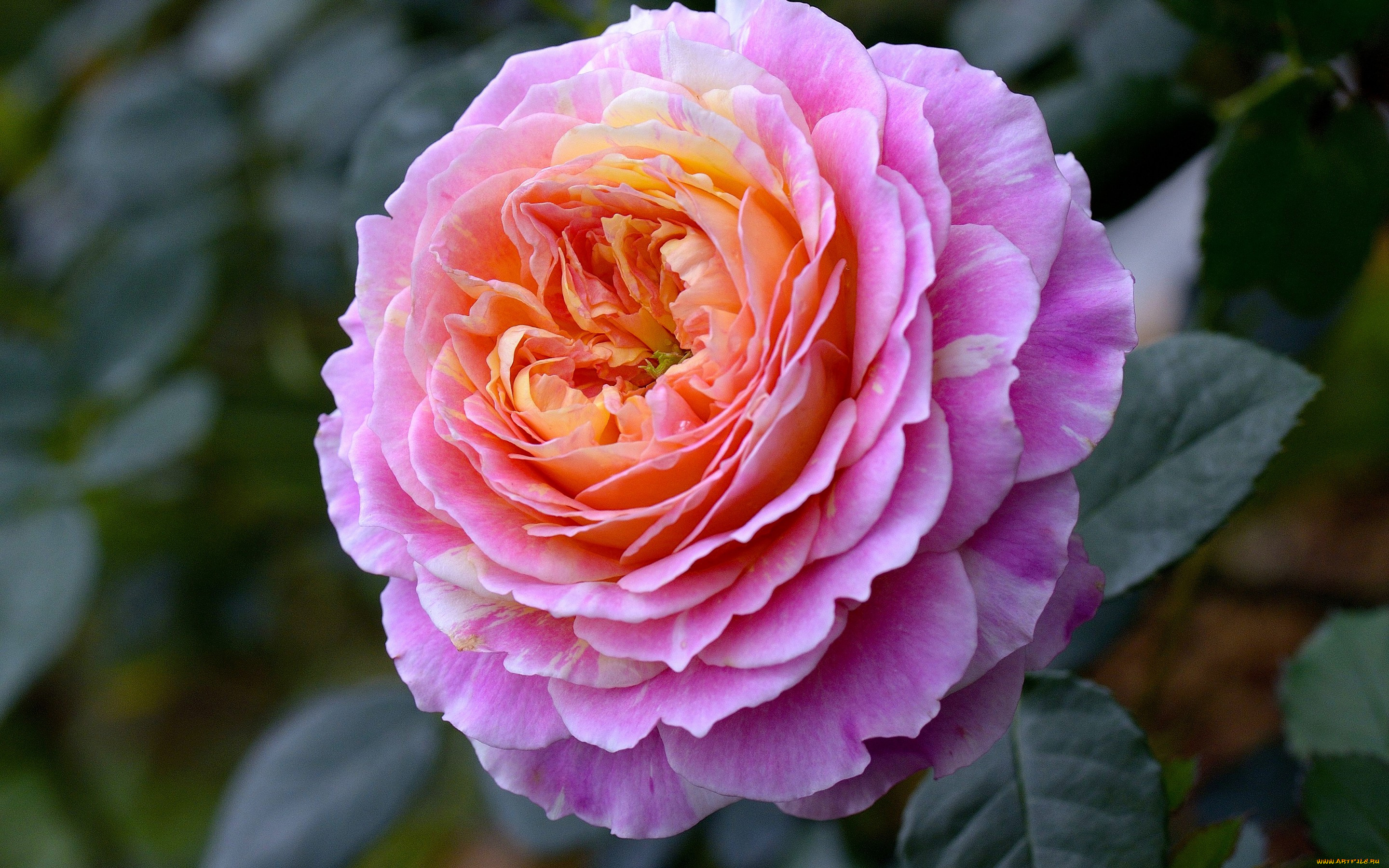 цветы, розы, макро, бутон, роза