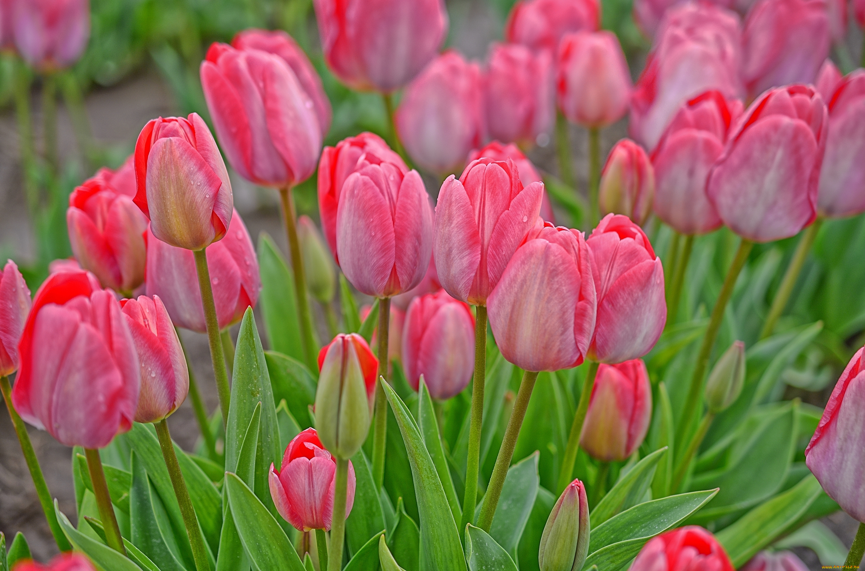 цветы, тюльпаны, розовый, бутоны