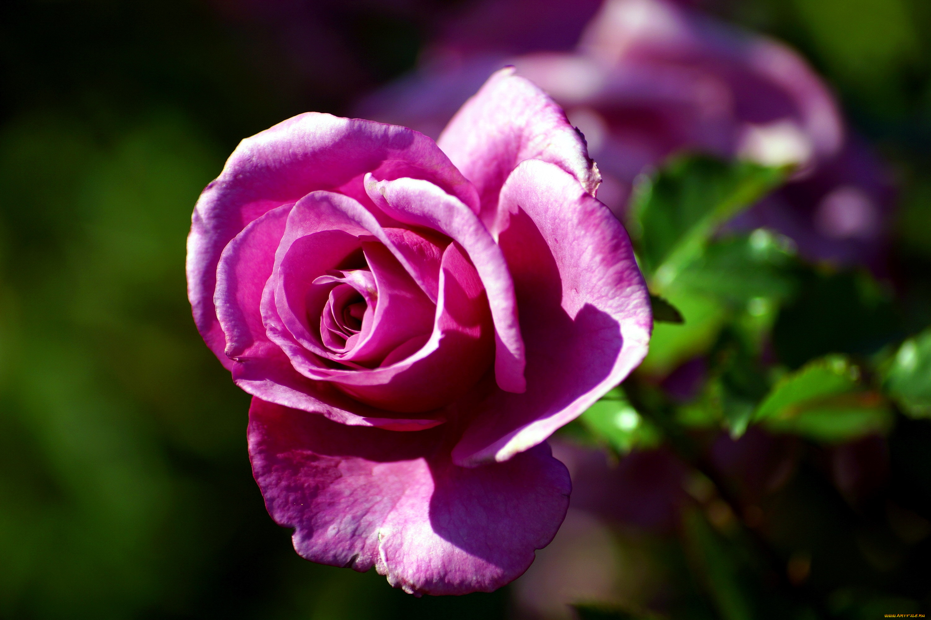 цветы, розы, бутон