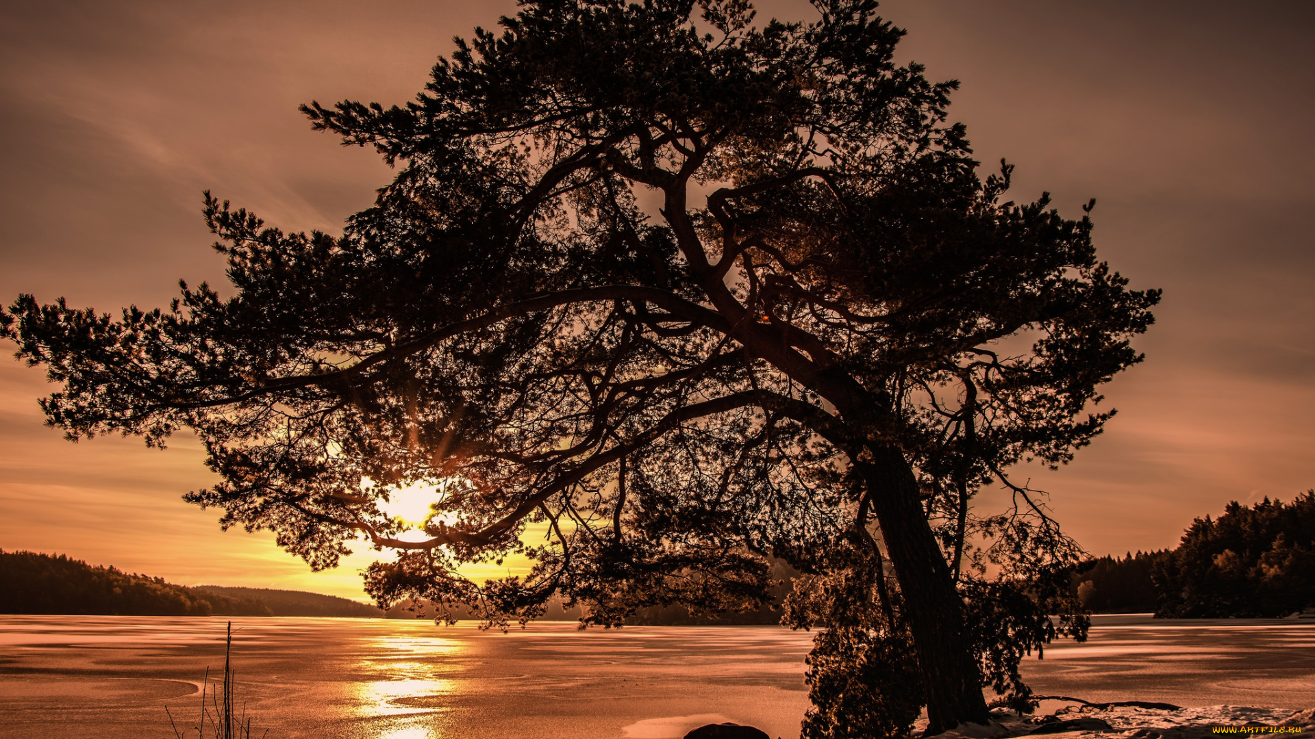 природа, деревья, рассвет