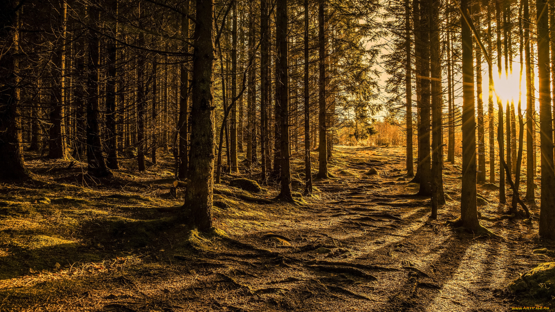 природа, лес, рассвет