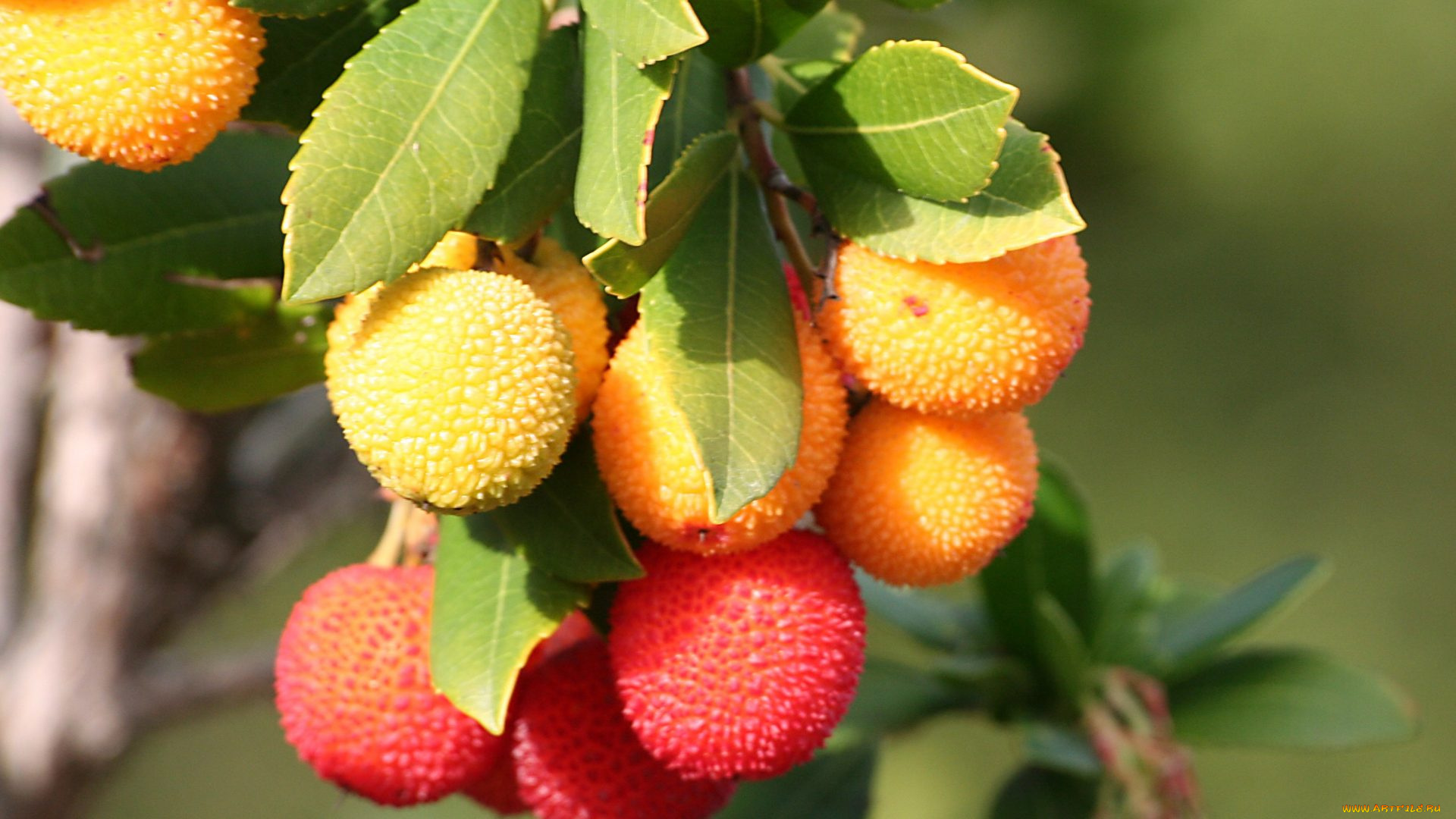 природа, плоды, личи