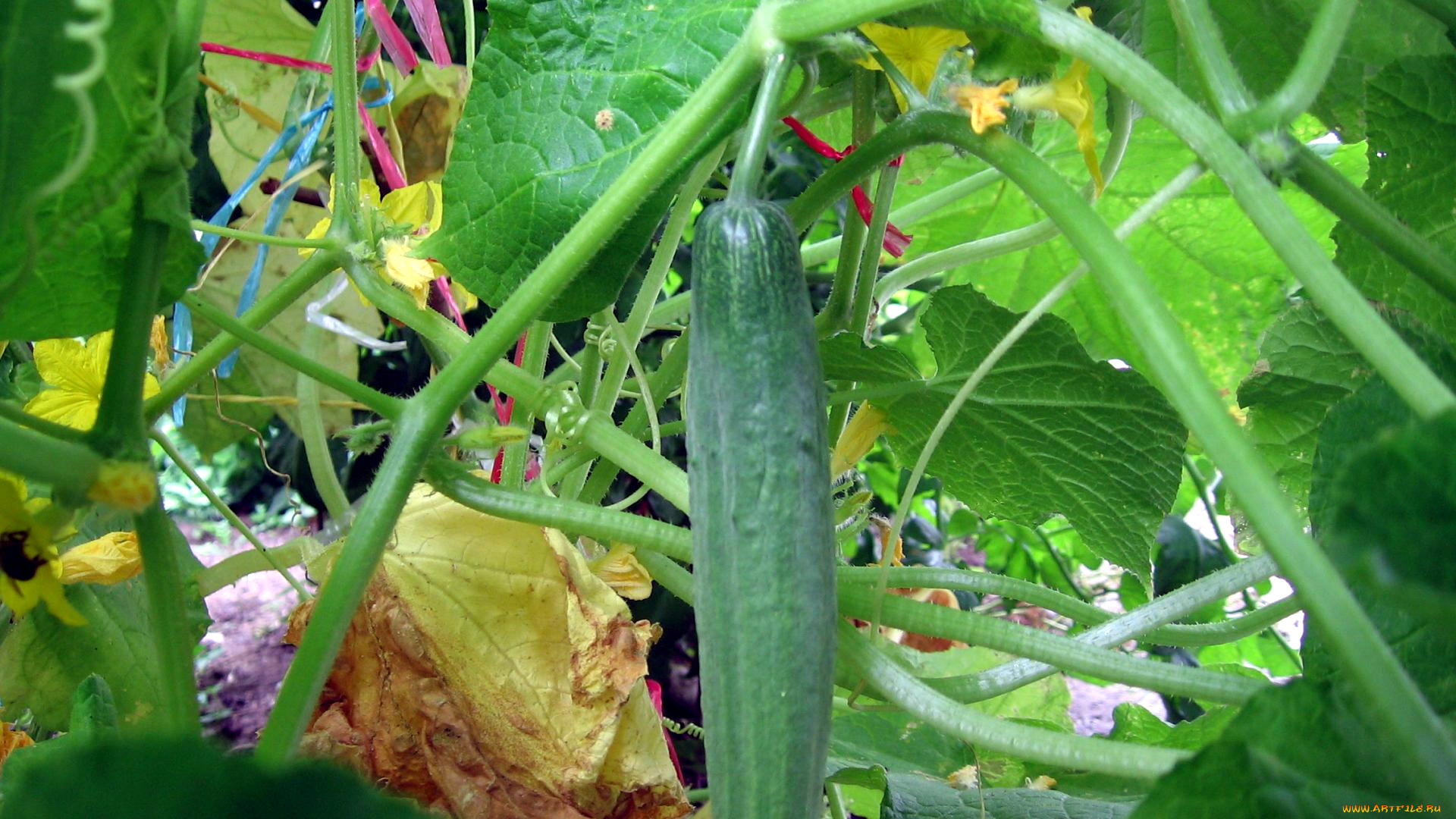 природа, плоды, огурец