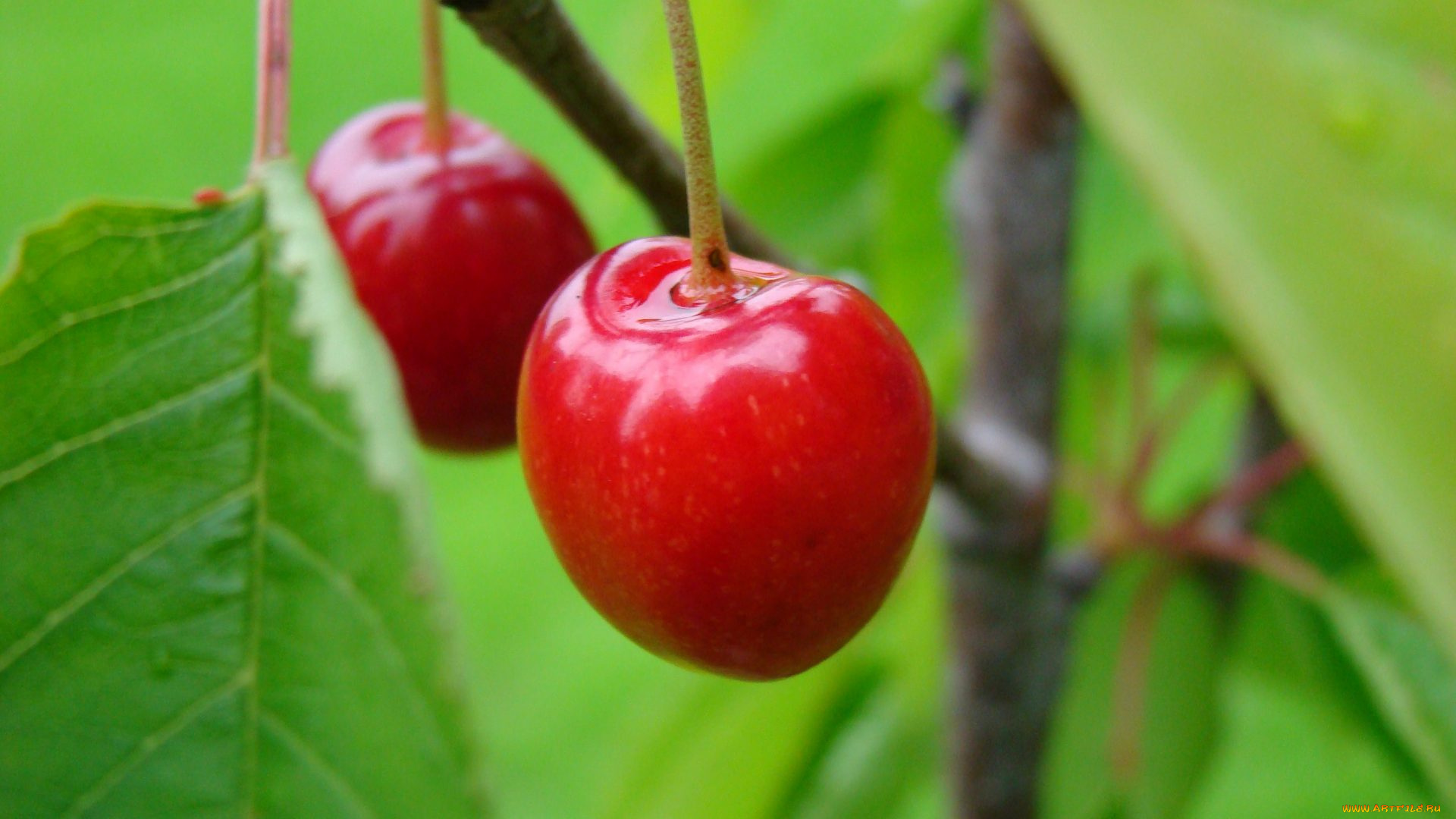 природа, Ягоды, вишня