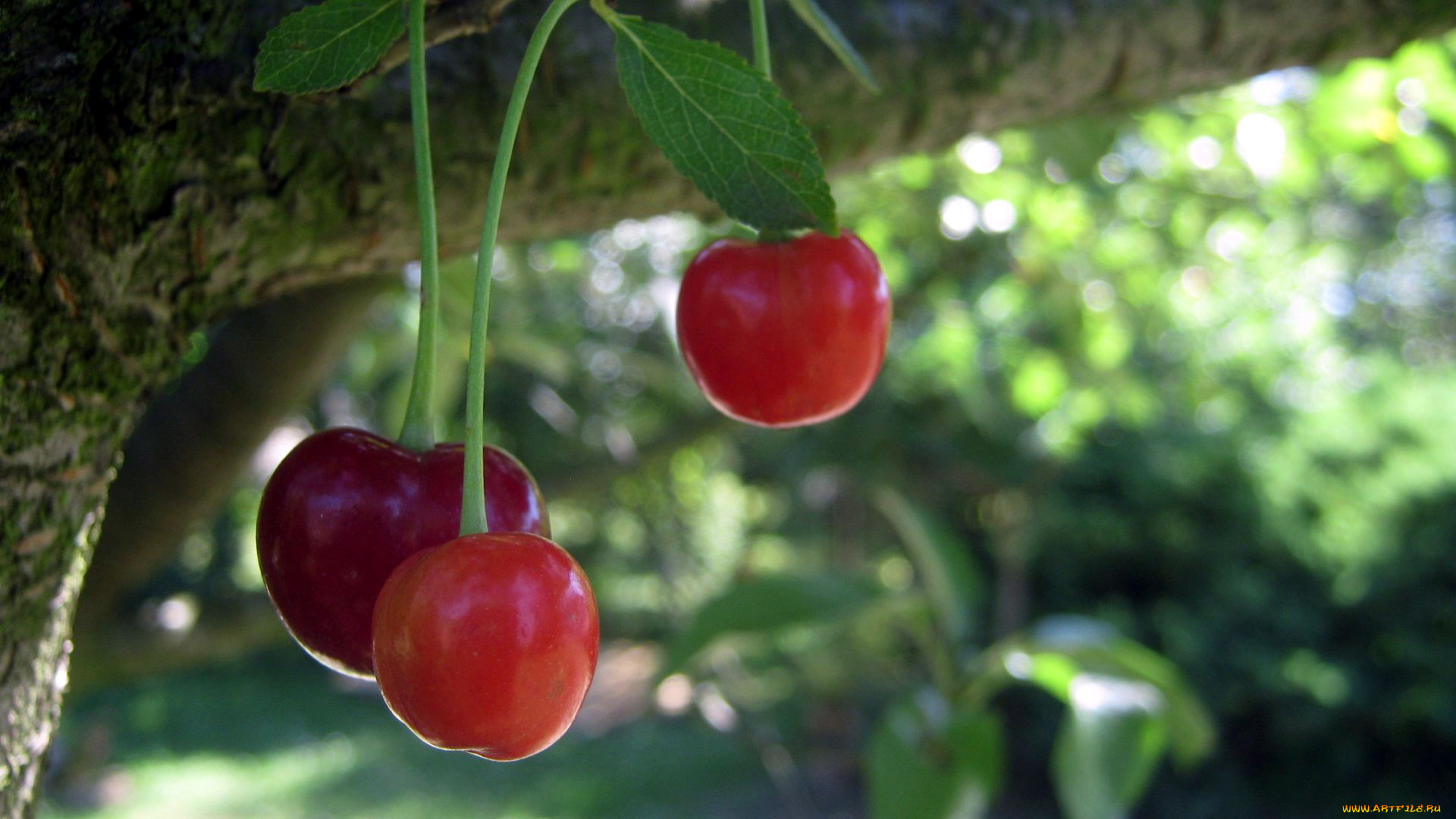 природа, Ягоды, вишня