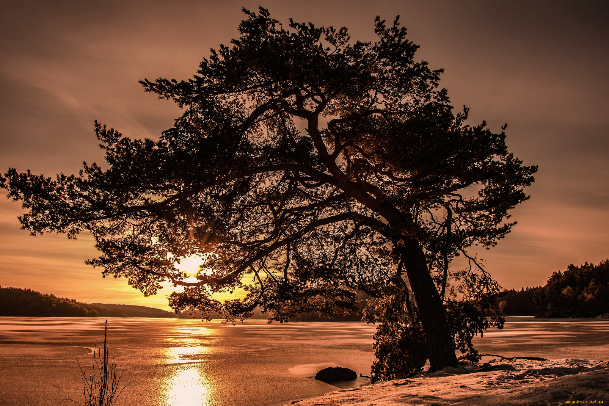 природа, деревья, рассвет