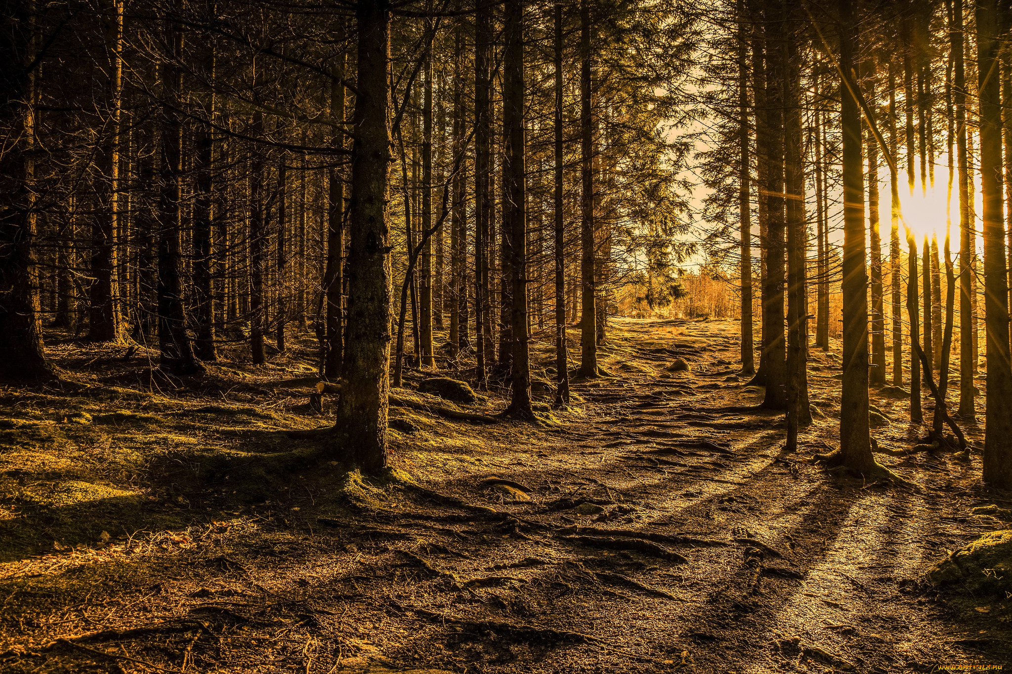 природа, лес, рассвет