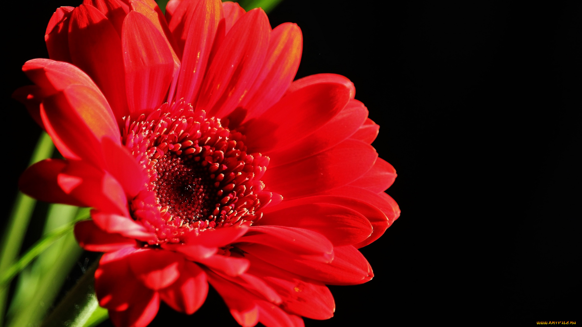 цветы, герберы, красная, гербера, фон, red, gerbera