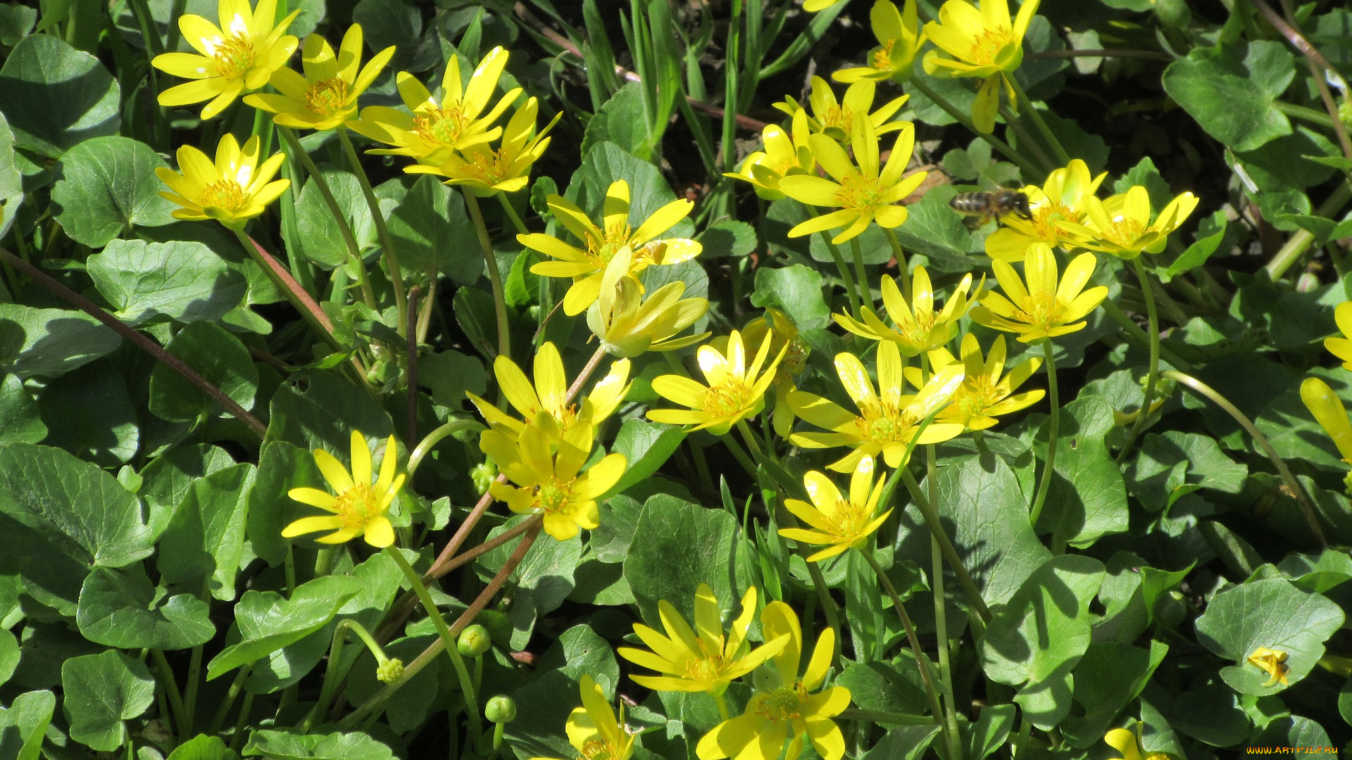 цветы, луговые, , полевые, , цветы, весна, 2018