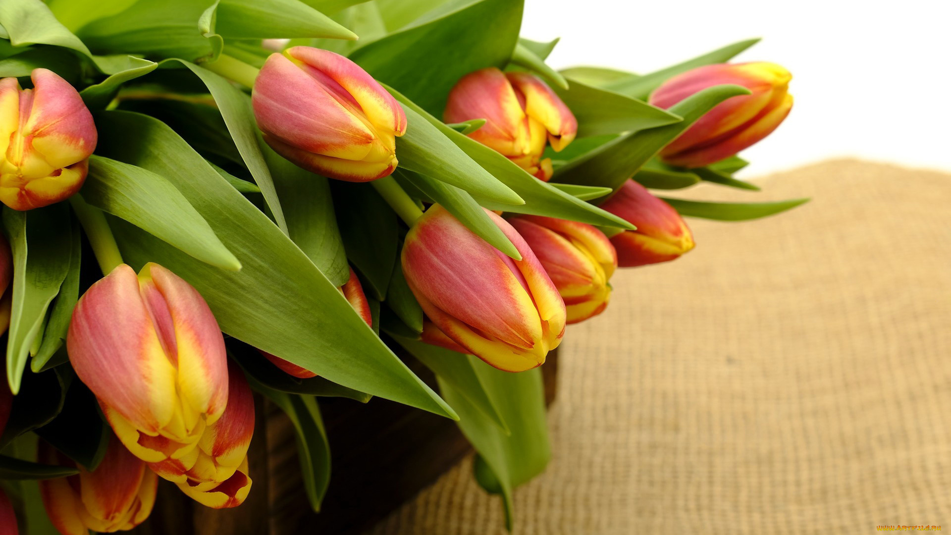 цветы, тюльпаны, бутоны