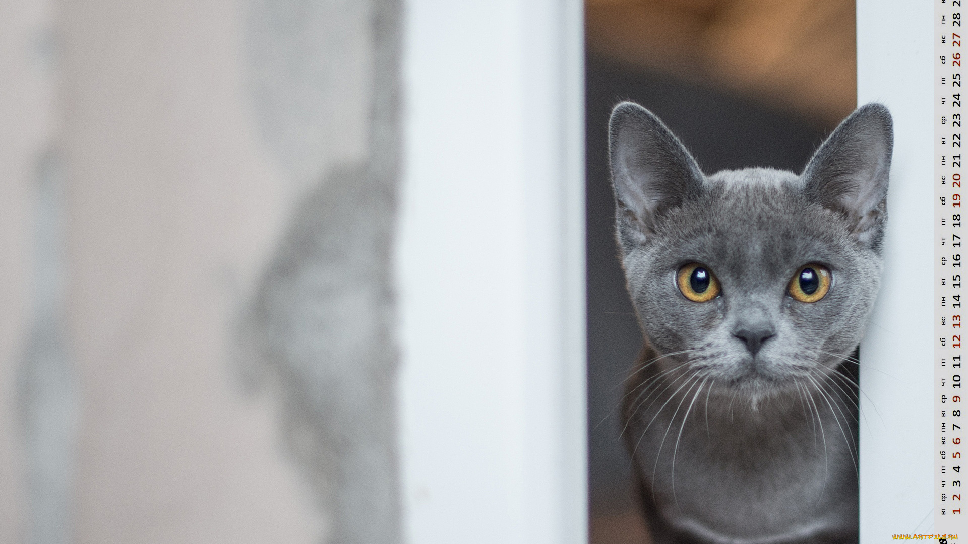 календари, животные, морда, взгляд, кошка