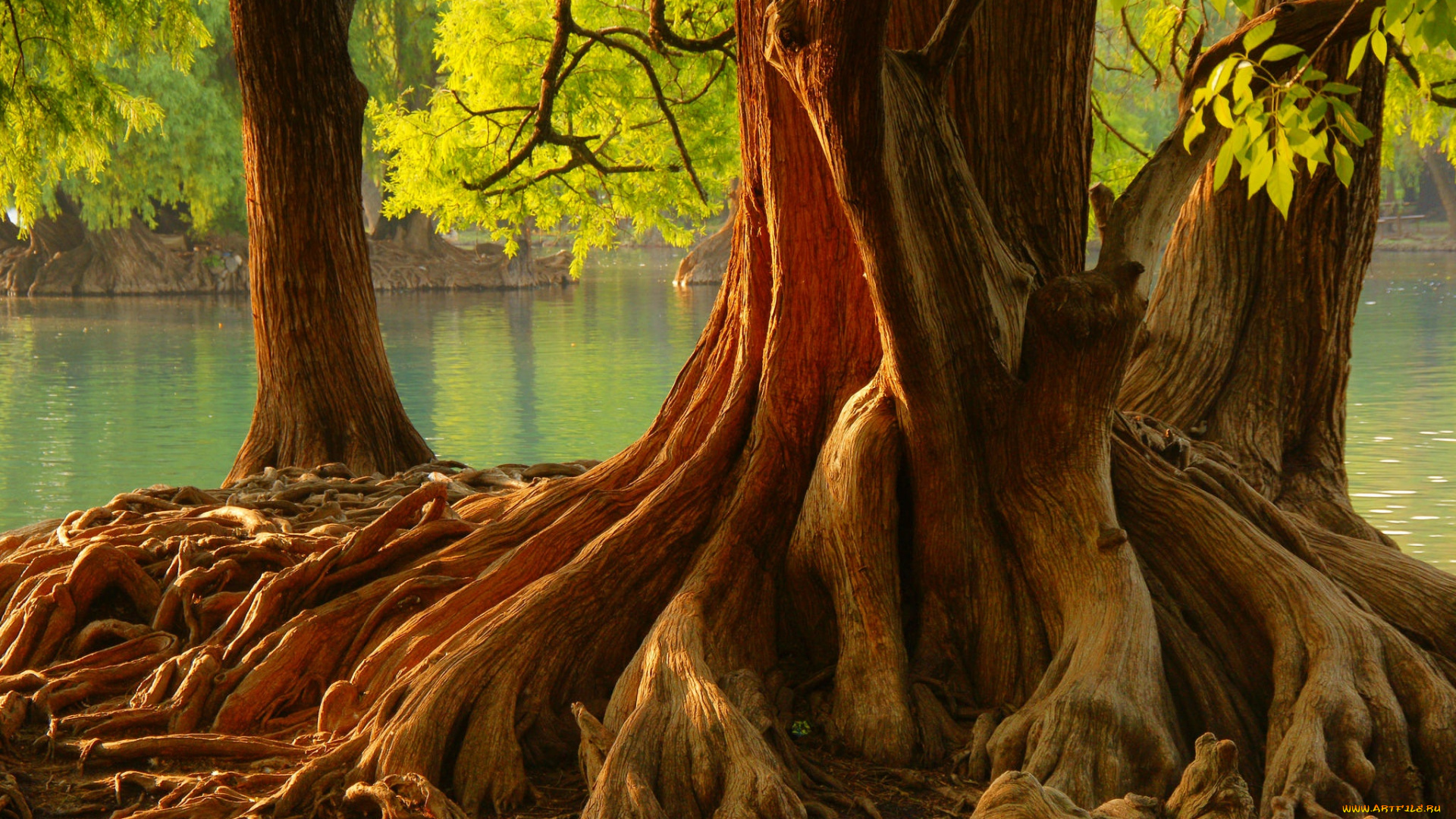 природа, деревья, корни, водоем