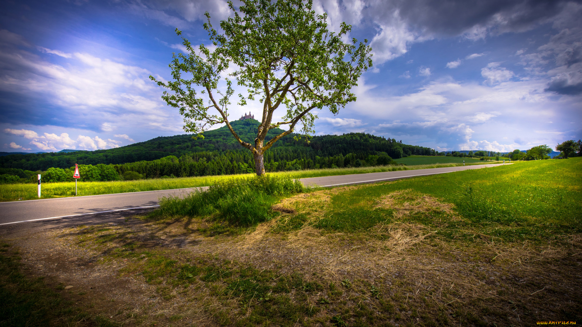 природа, деревья, простор