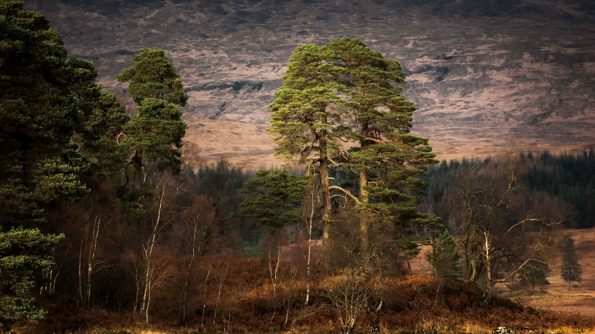 природа, лес, небо, река