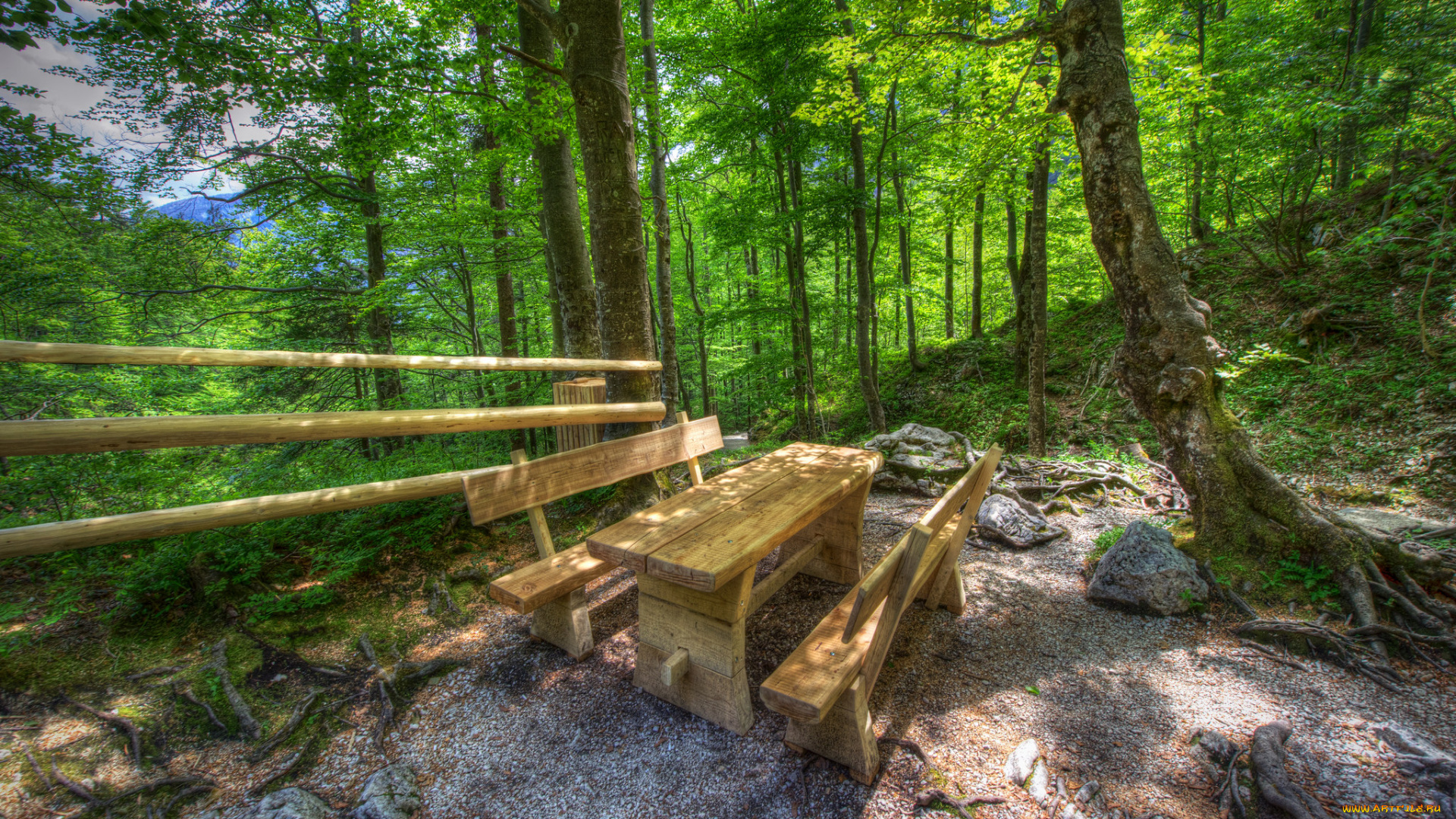 природа, лес, простор