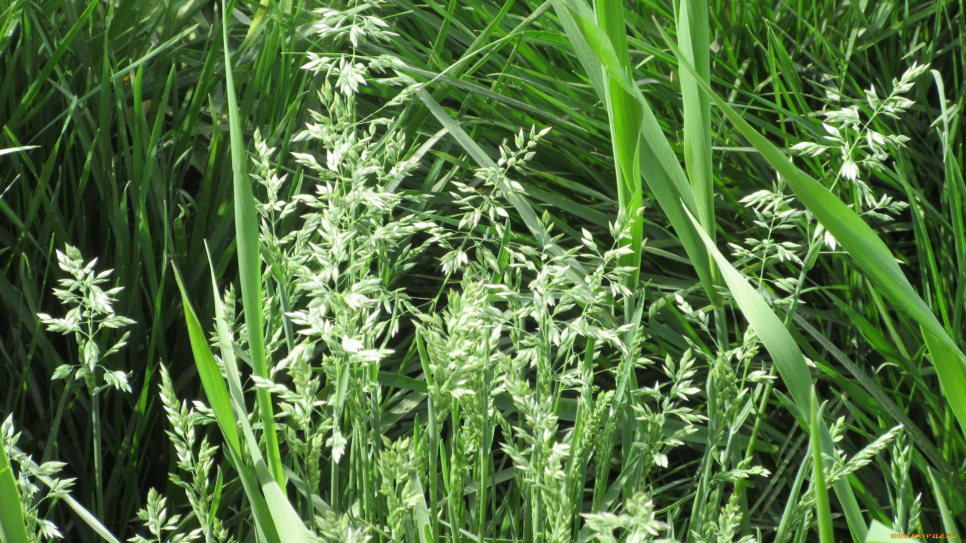 природа, макро, весна, 2018