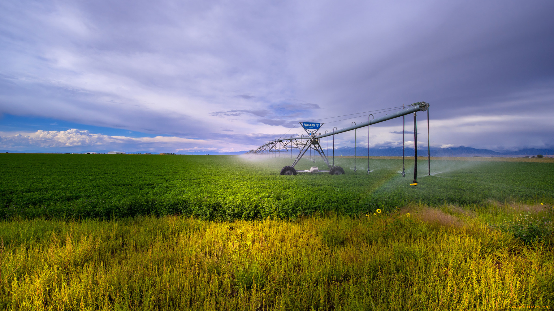 природа, поля, простор