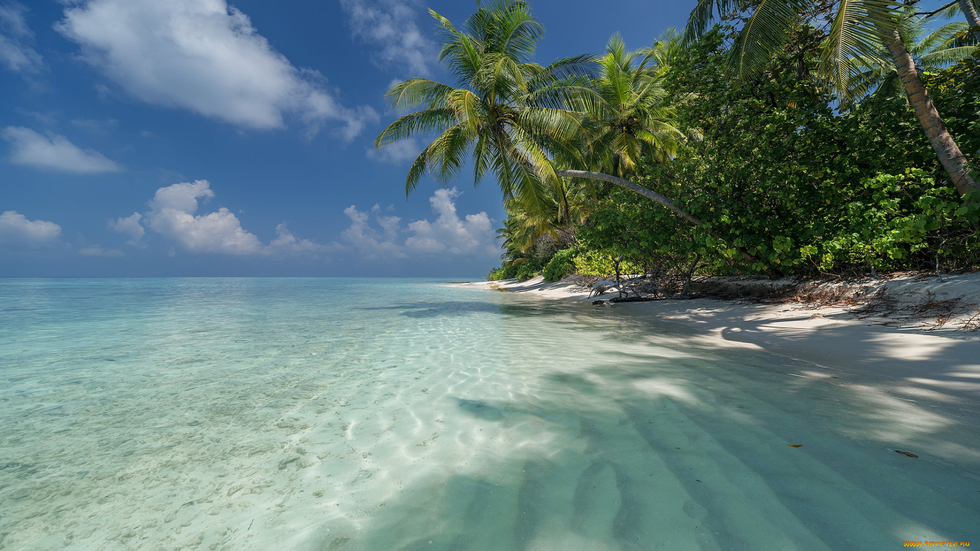 природа, тропики, простор