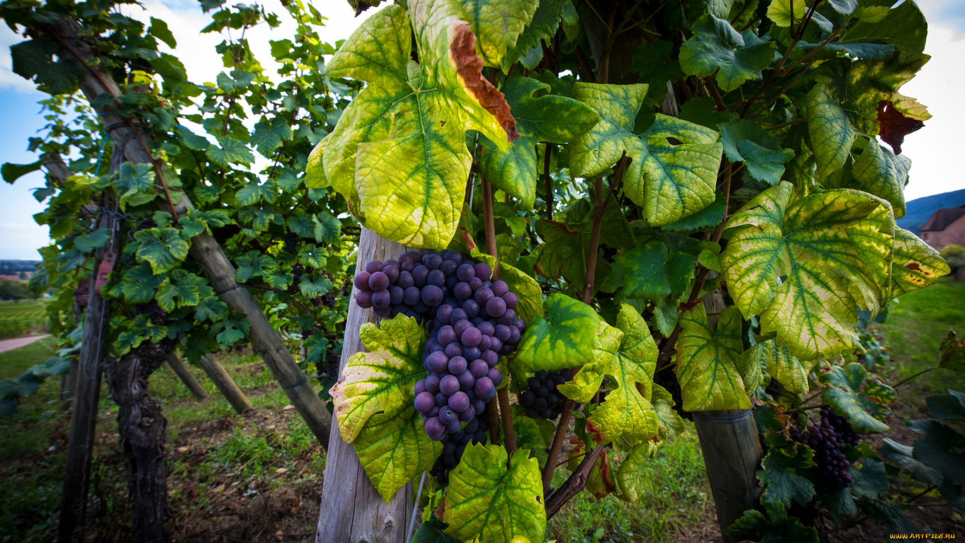 природа, Ягоды, , виноград, простор