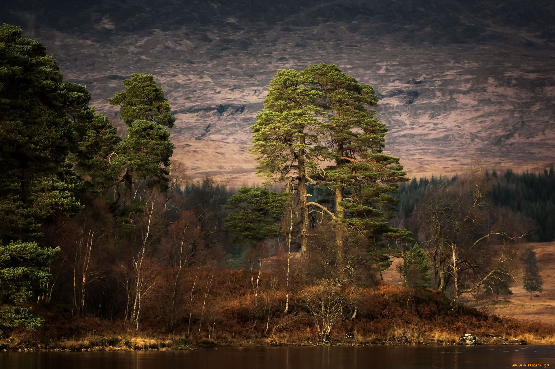 природа, лес, небо, река