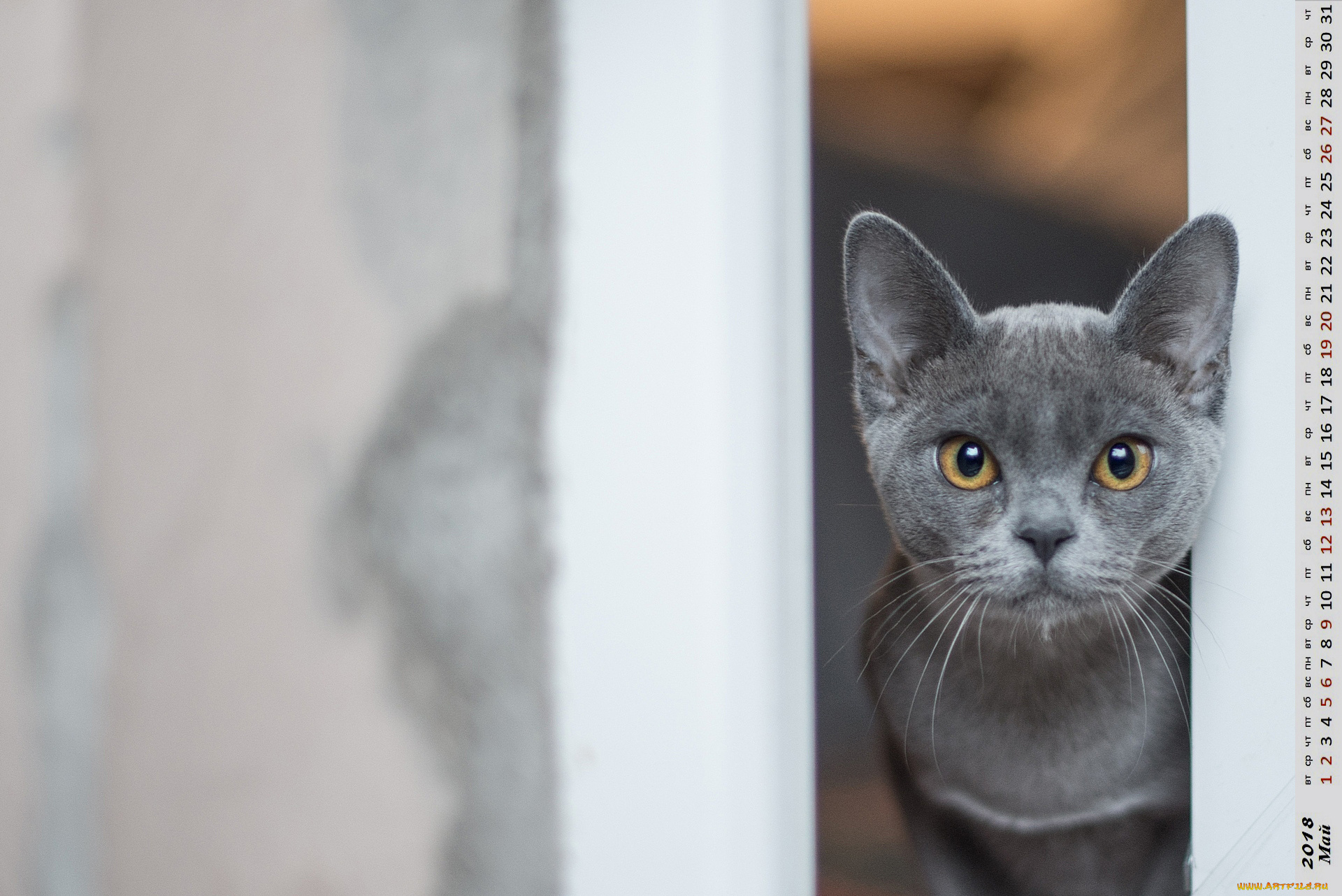 календари, животные, морда, взгляд, кошка
