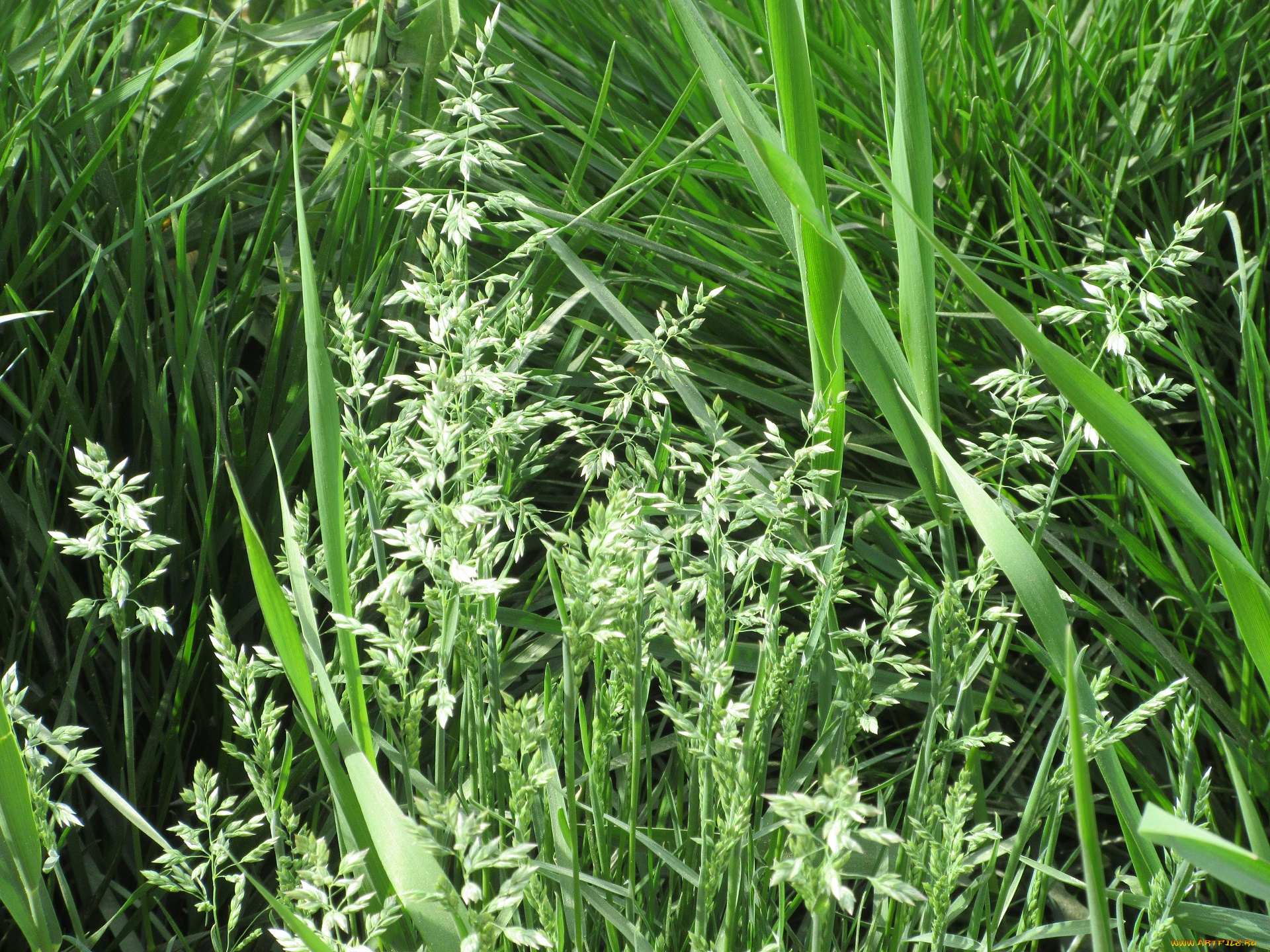 природа, макро, весна, 2018