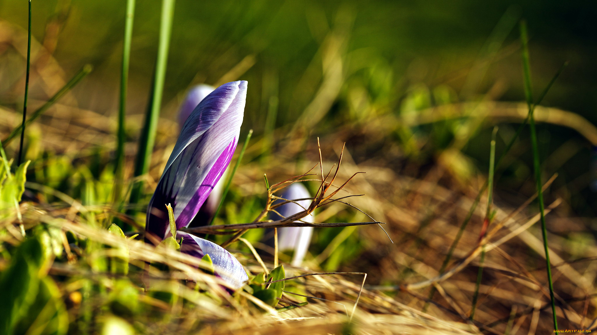 цветы, крокусы, первоцвет