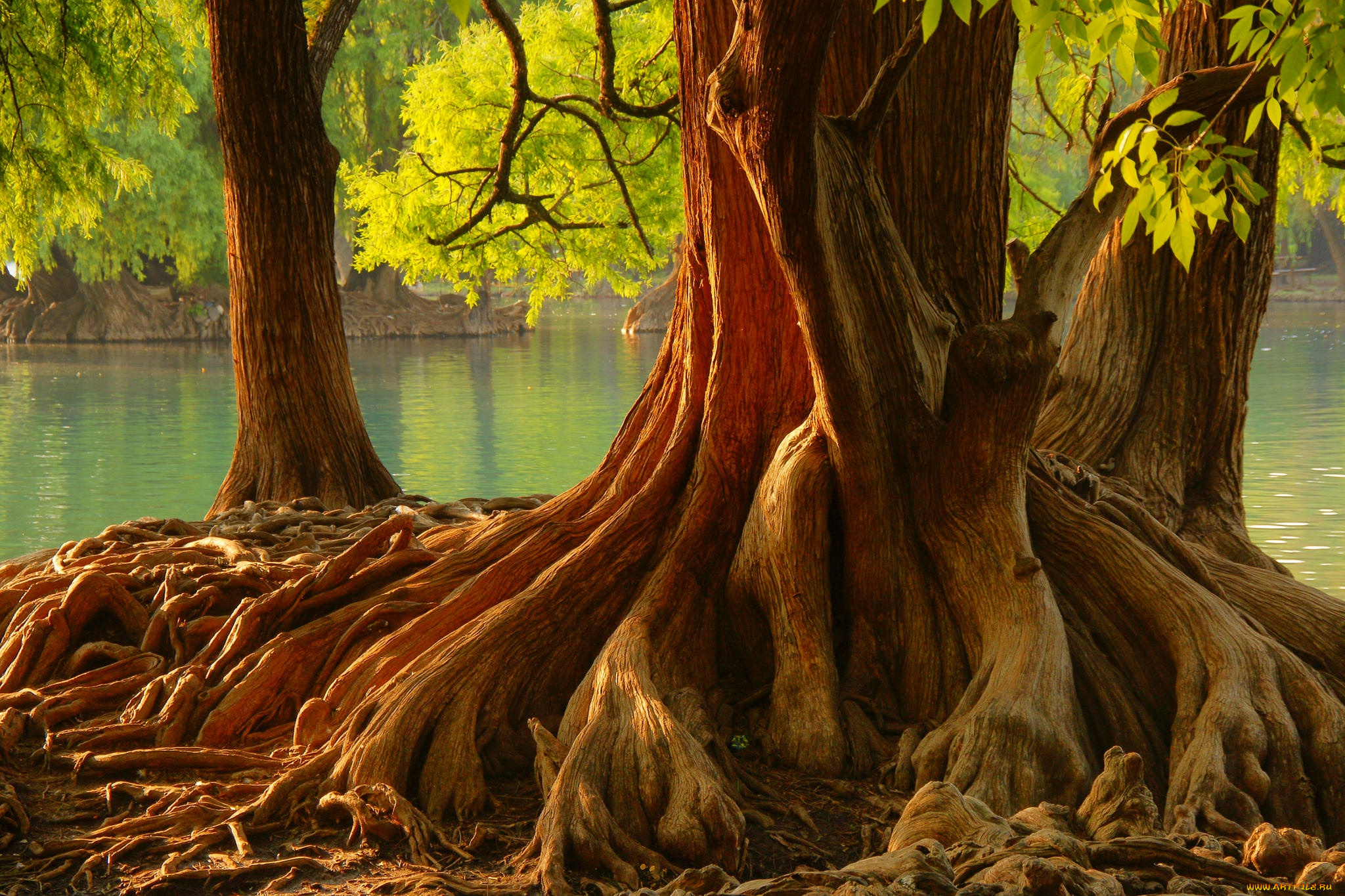природа, деревья, корни, водоем