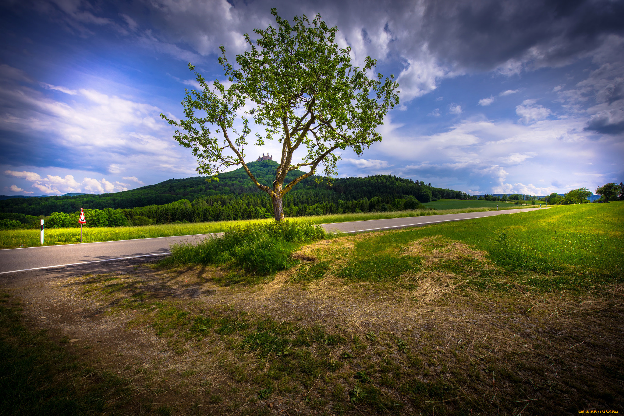 природа, деревья, простор