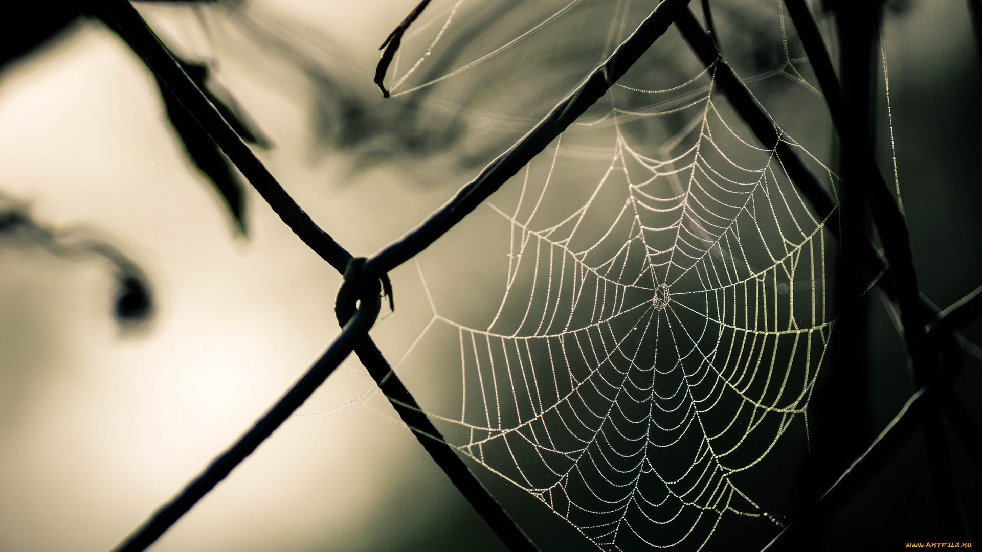 природа, макро, паутина