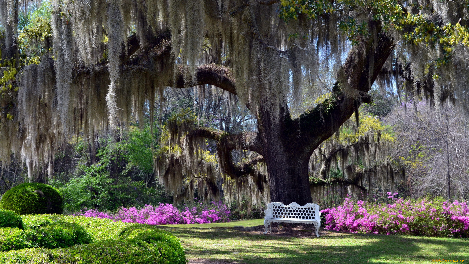 природа, парк, скамейка, дерево