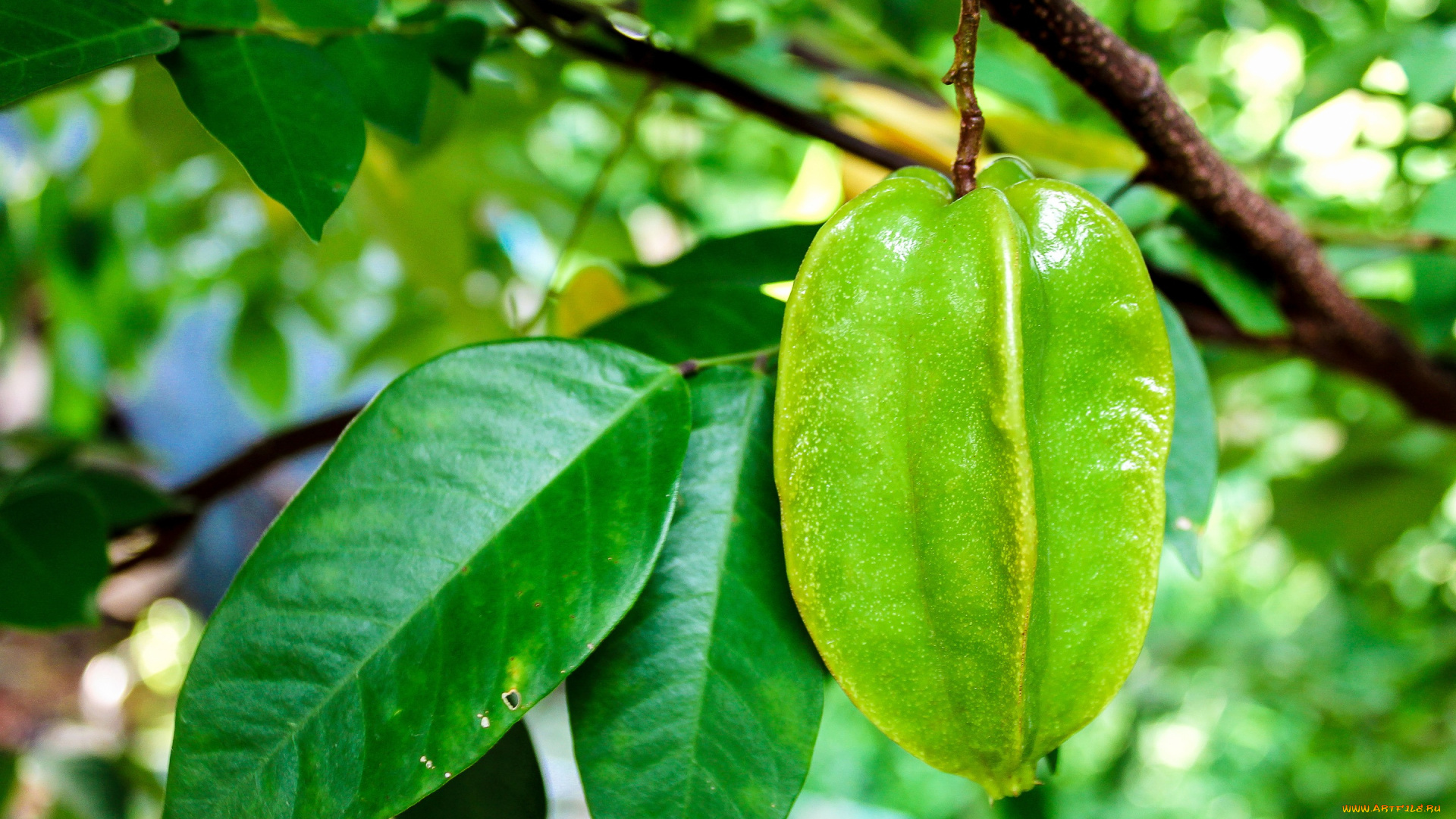 природа, плоды, карамбола