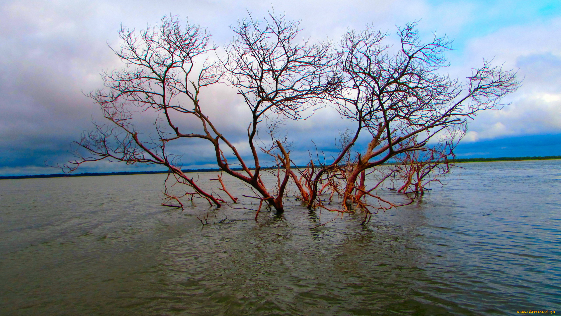 природа, реки, озера, дерево, река